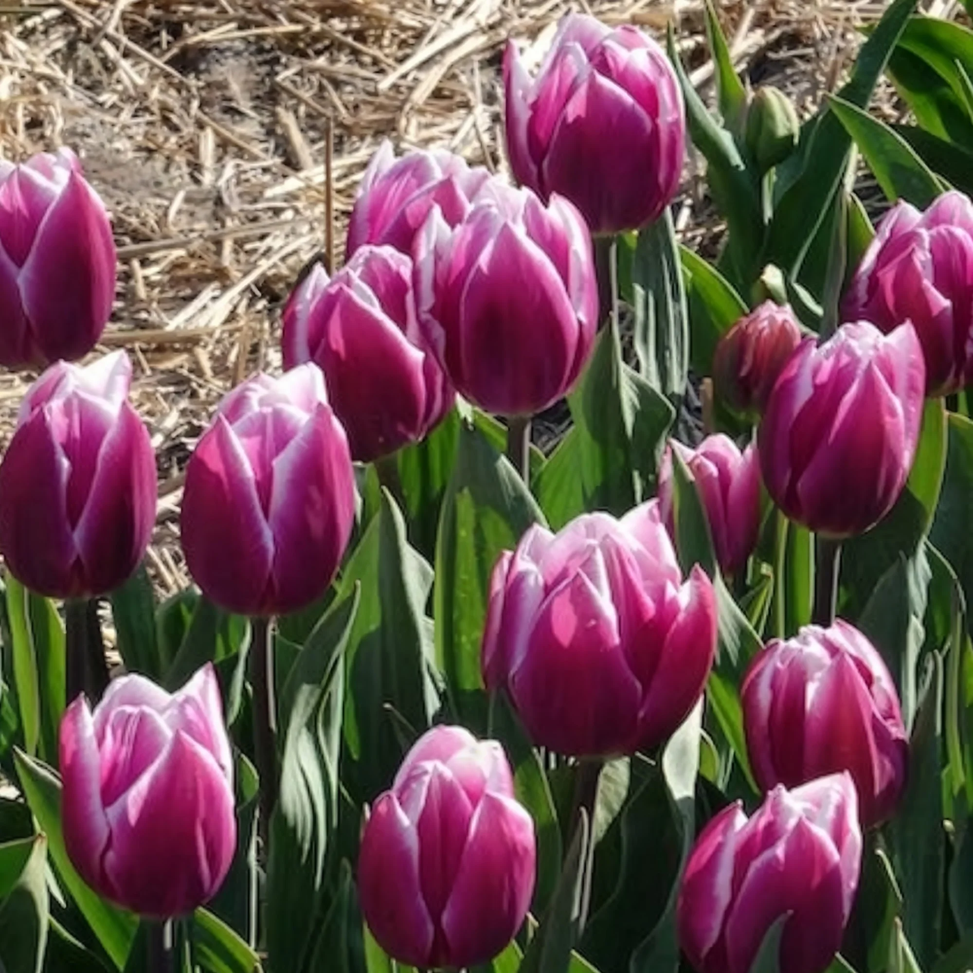Tulpen Triomphe Synaeda blue (x10) - Image 10