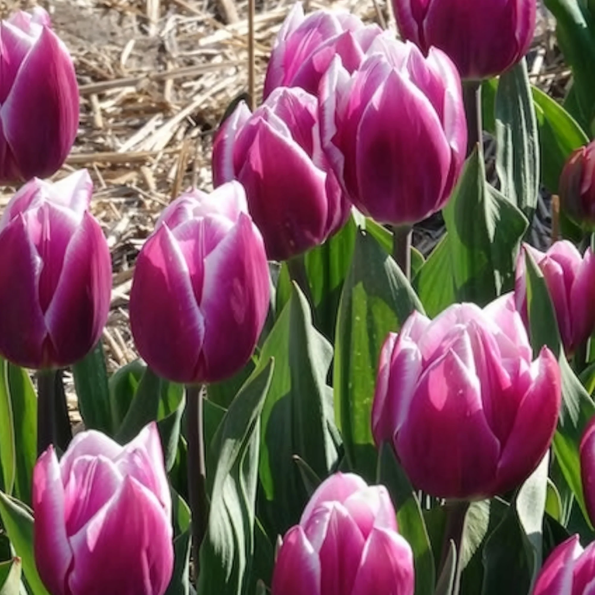 Tulpen Triomphe Synaeda blue (x10) - Image 11