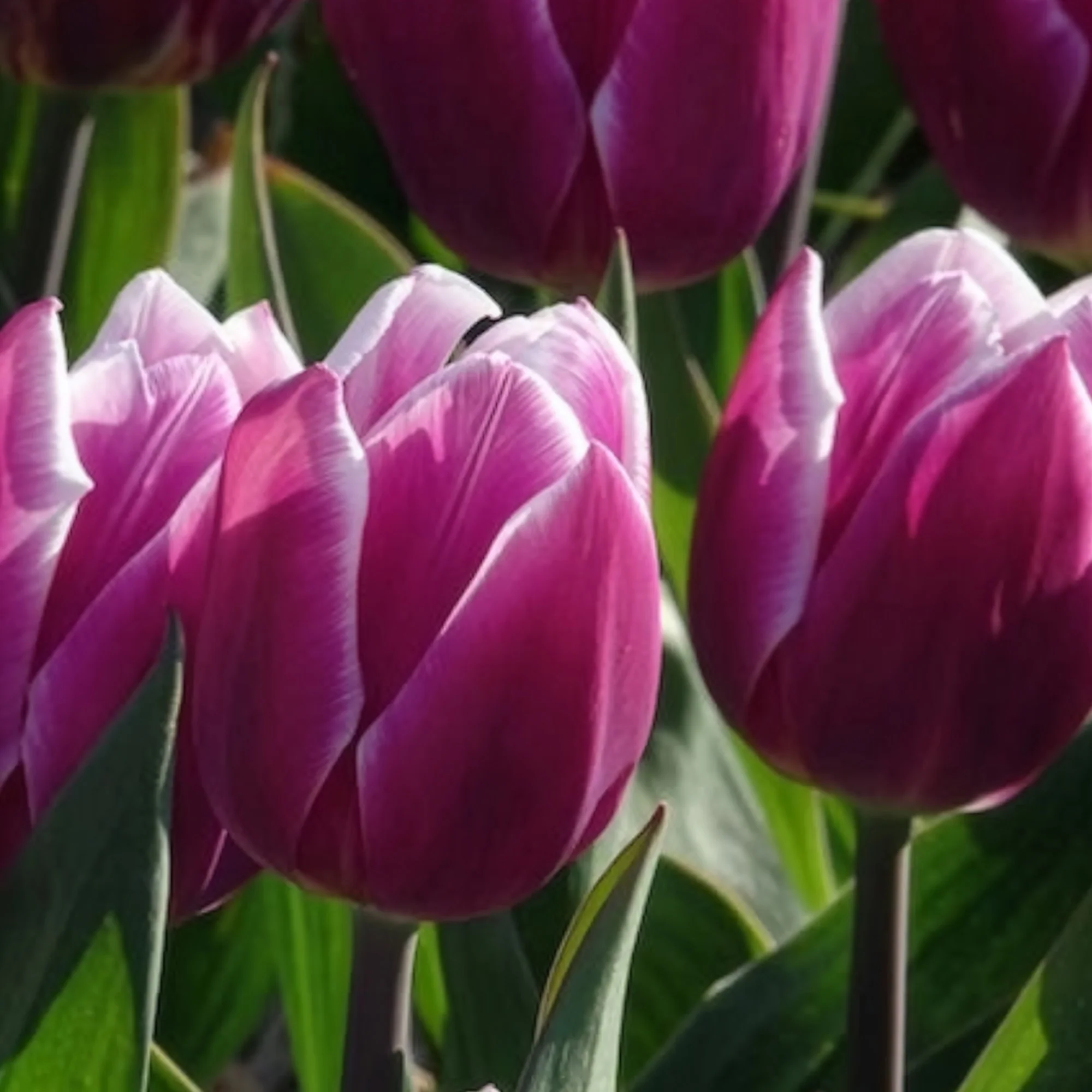 Tulpen Triomphe Synaeda blue (x10) - Image 12