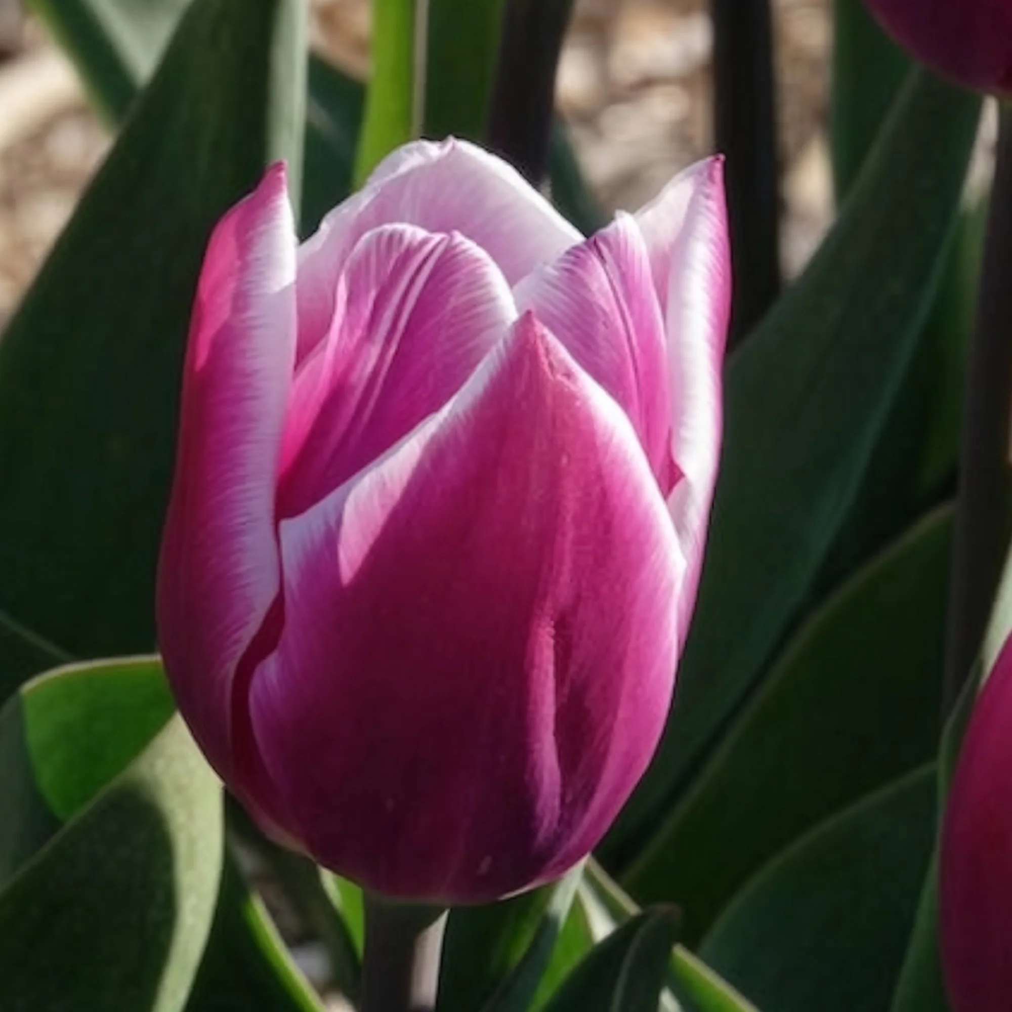 Tulpen Triomphe Synaeda blue (x10) - Image 13