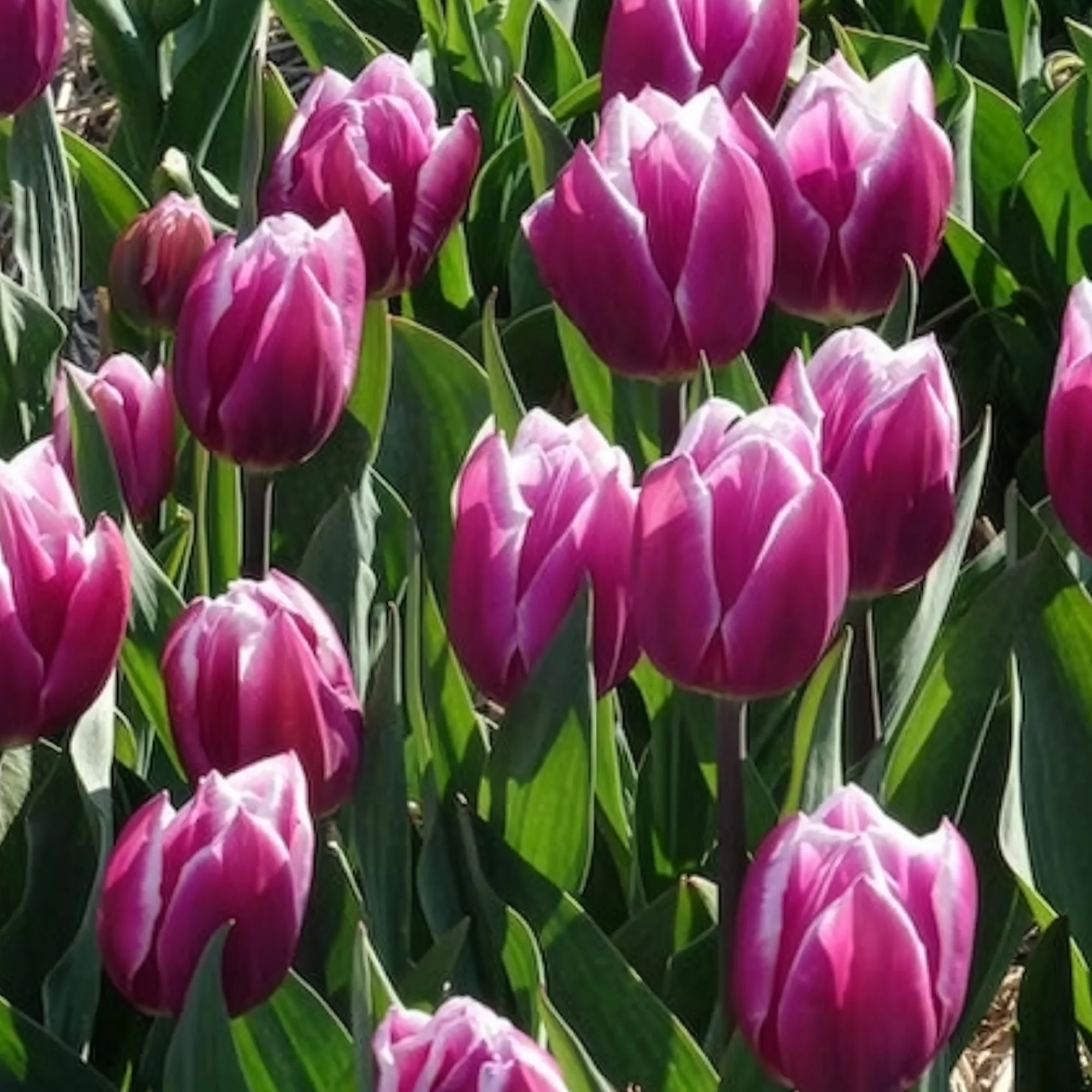 Tulpen Triomphe Synaeda blue (x10) - Image 14