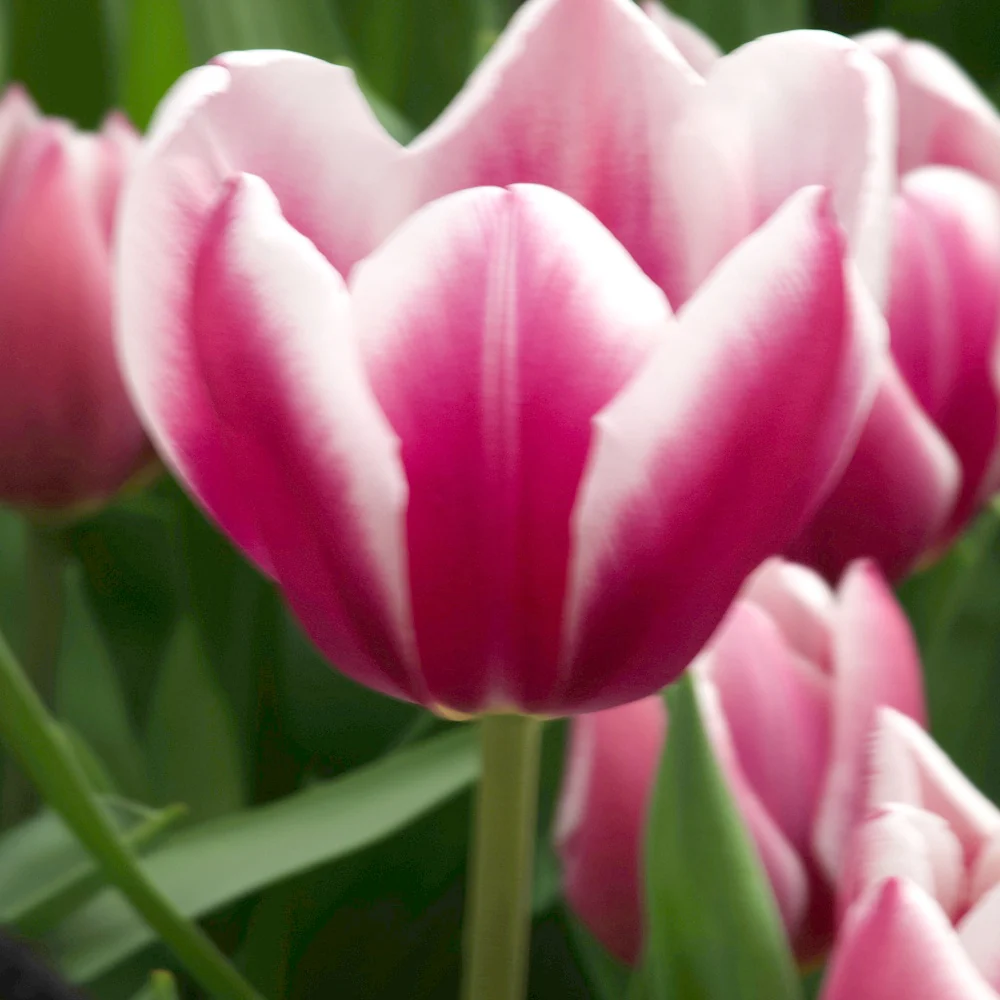 Tulpen Triomphe Synaeda blue (x10) - Image 2