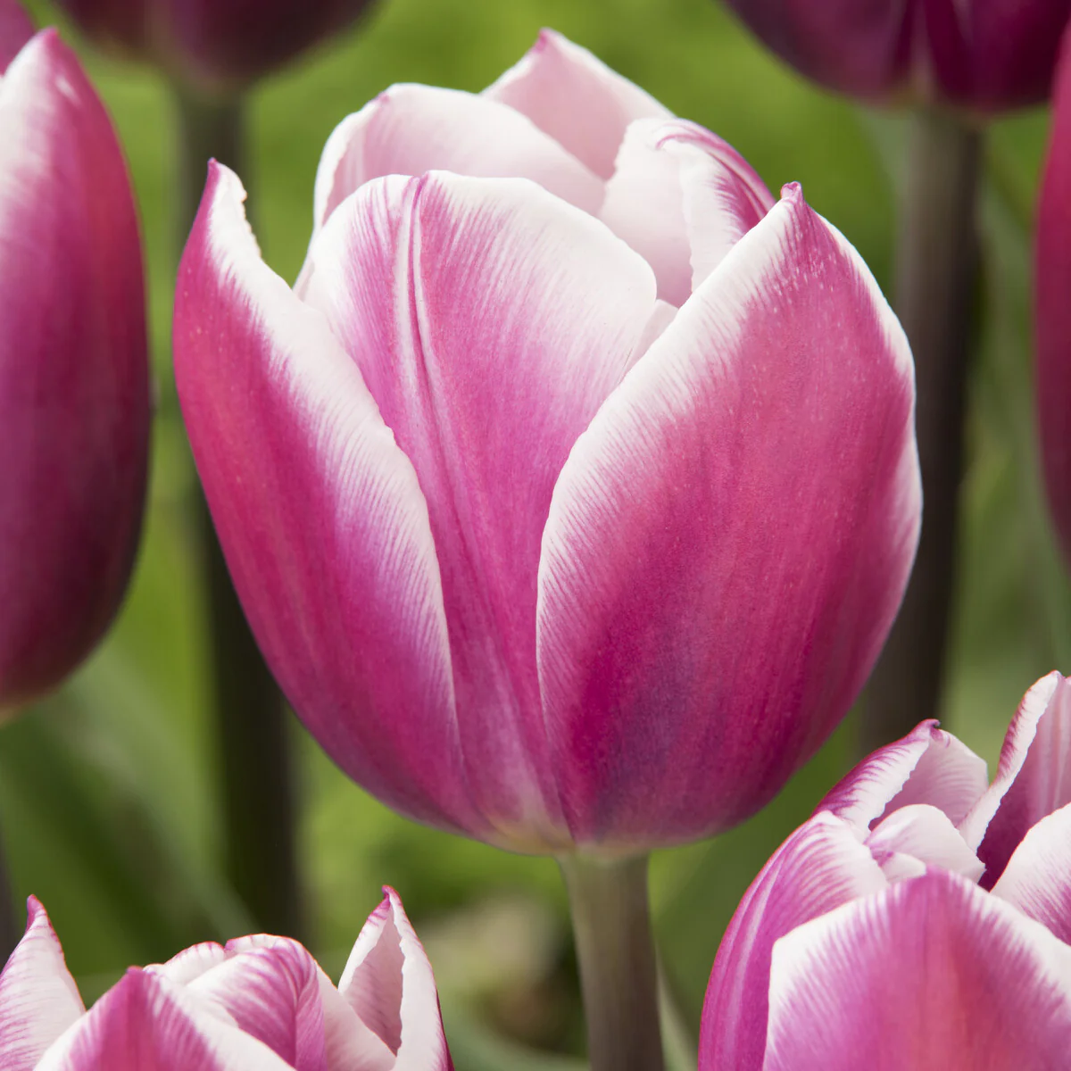 Tulpen Triomphe Synaeda blue (x10) - Image 3