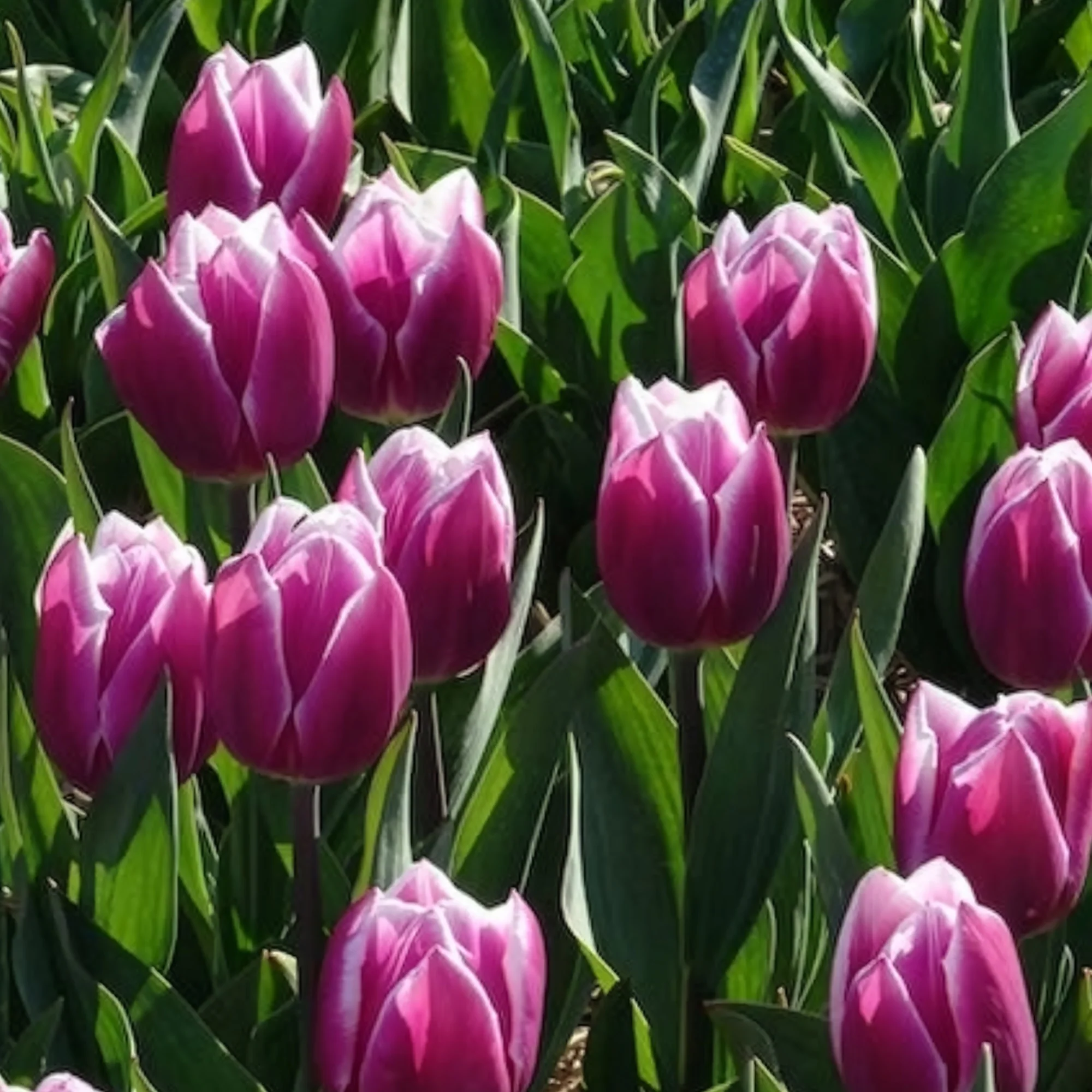 Tulpen Triomphe Synaeda blue (x10) - Image 9