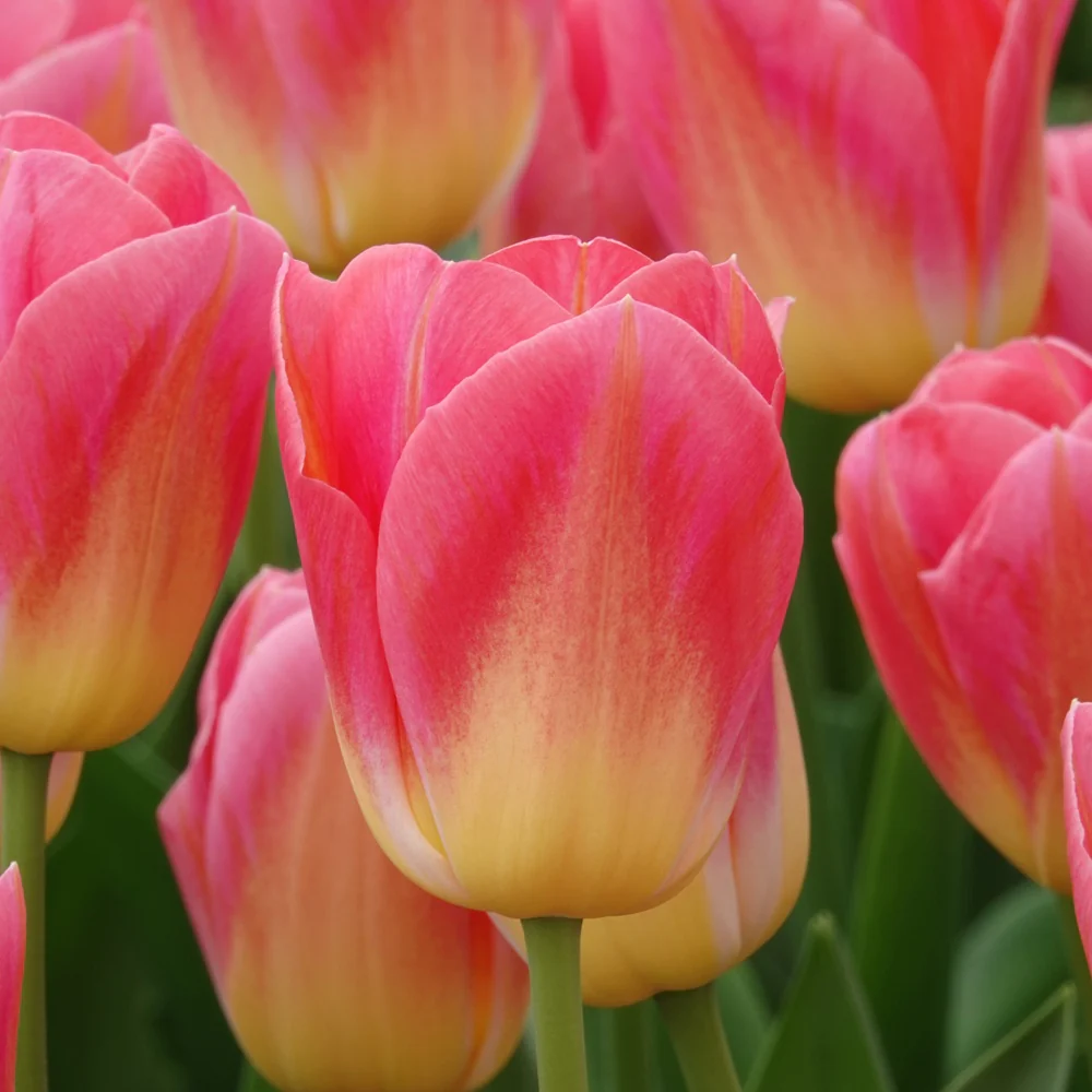 Tulpen Triomphe Tom Pouce