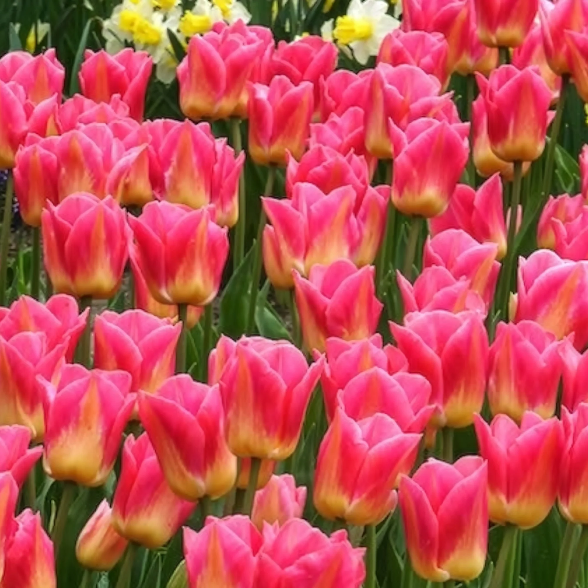 Tulpen Triomphe Tom Pouce - Image 10