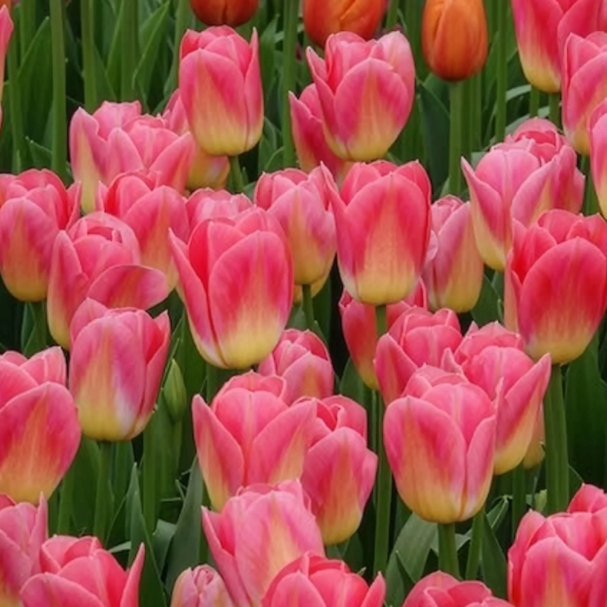 Tulpen Triomphe Tom Pouce - Image 5