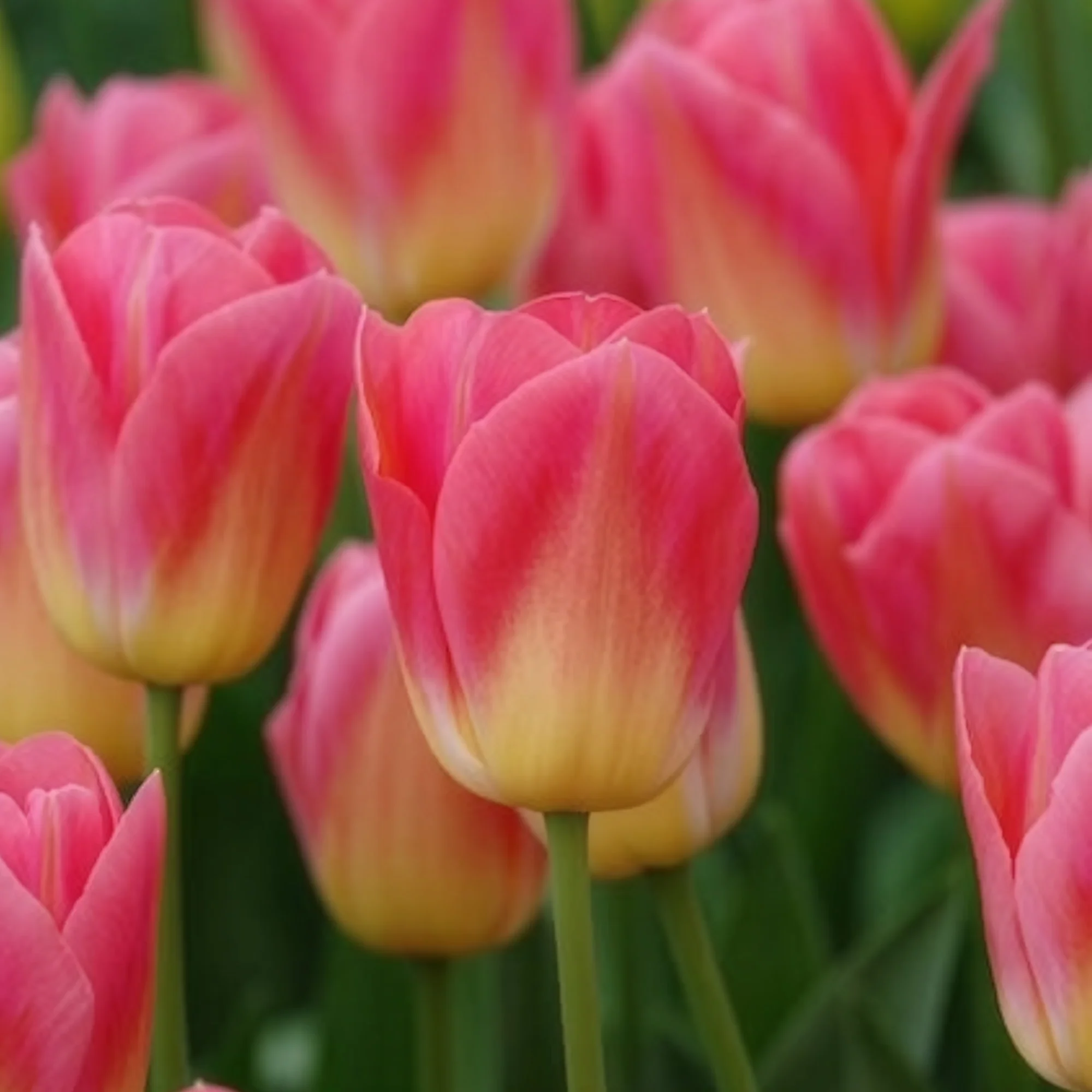 Tulpen Triomphe Tom Pouce - Image 7