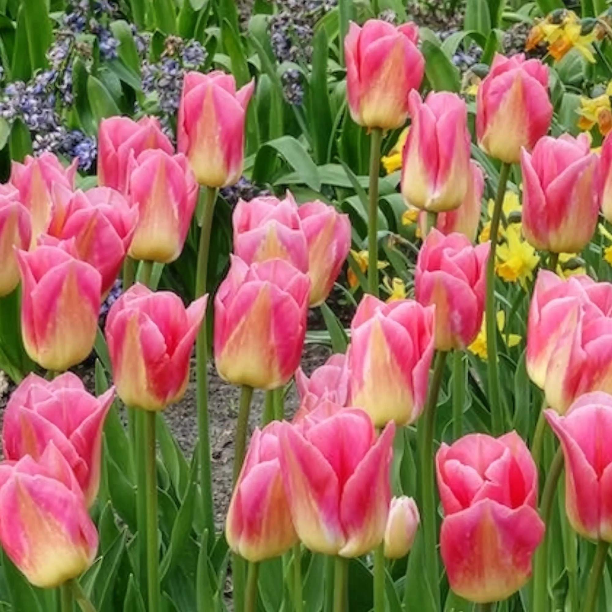 Tulpen Triomphe Tom Pouce - Image 8