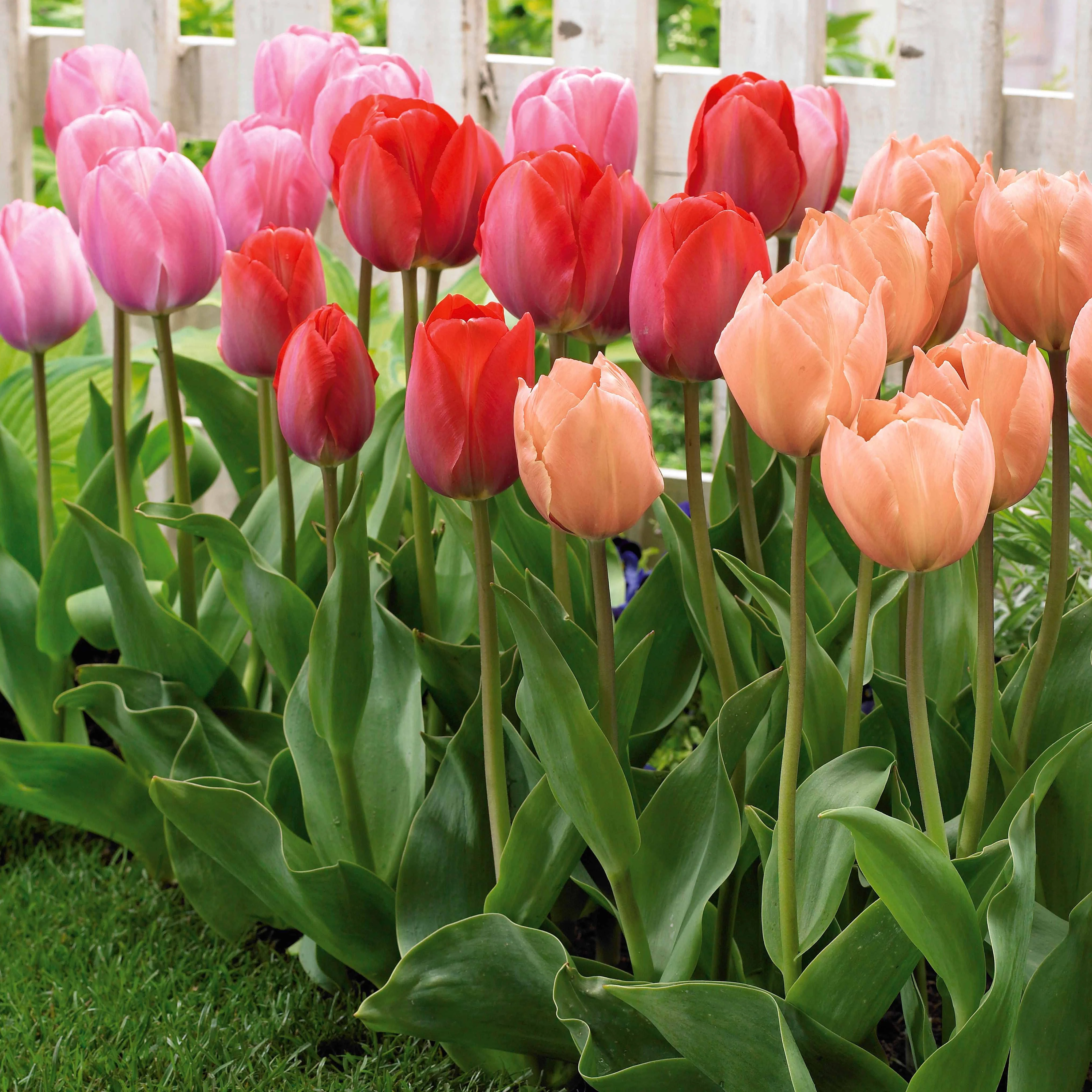Tulpen 'Van Eijk' soorten gemengd (x25)