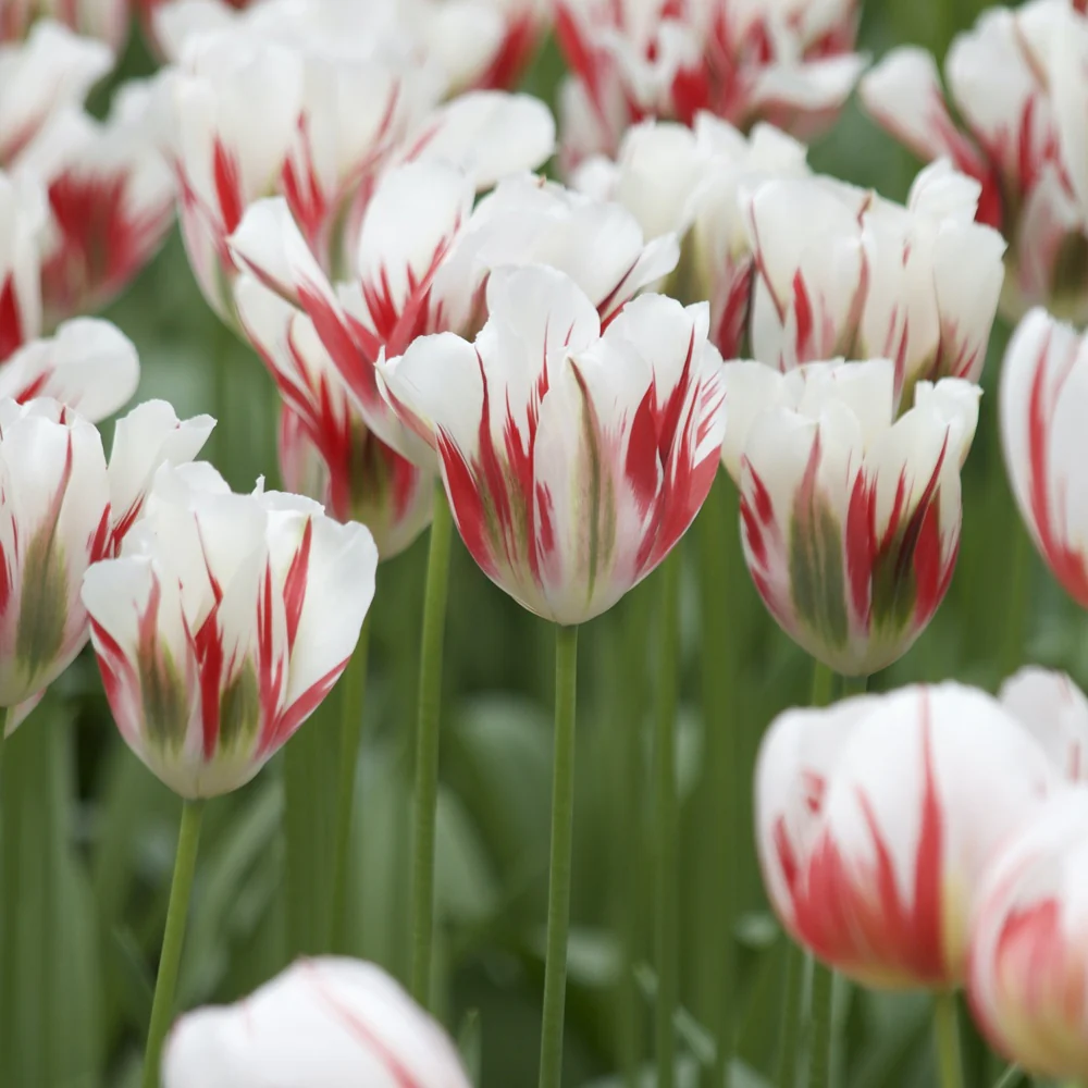 Tulpen Viridiflora Flaming spring green