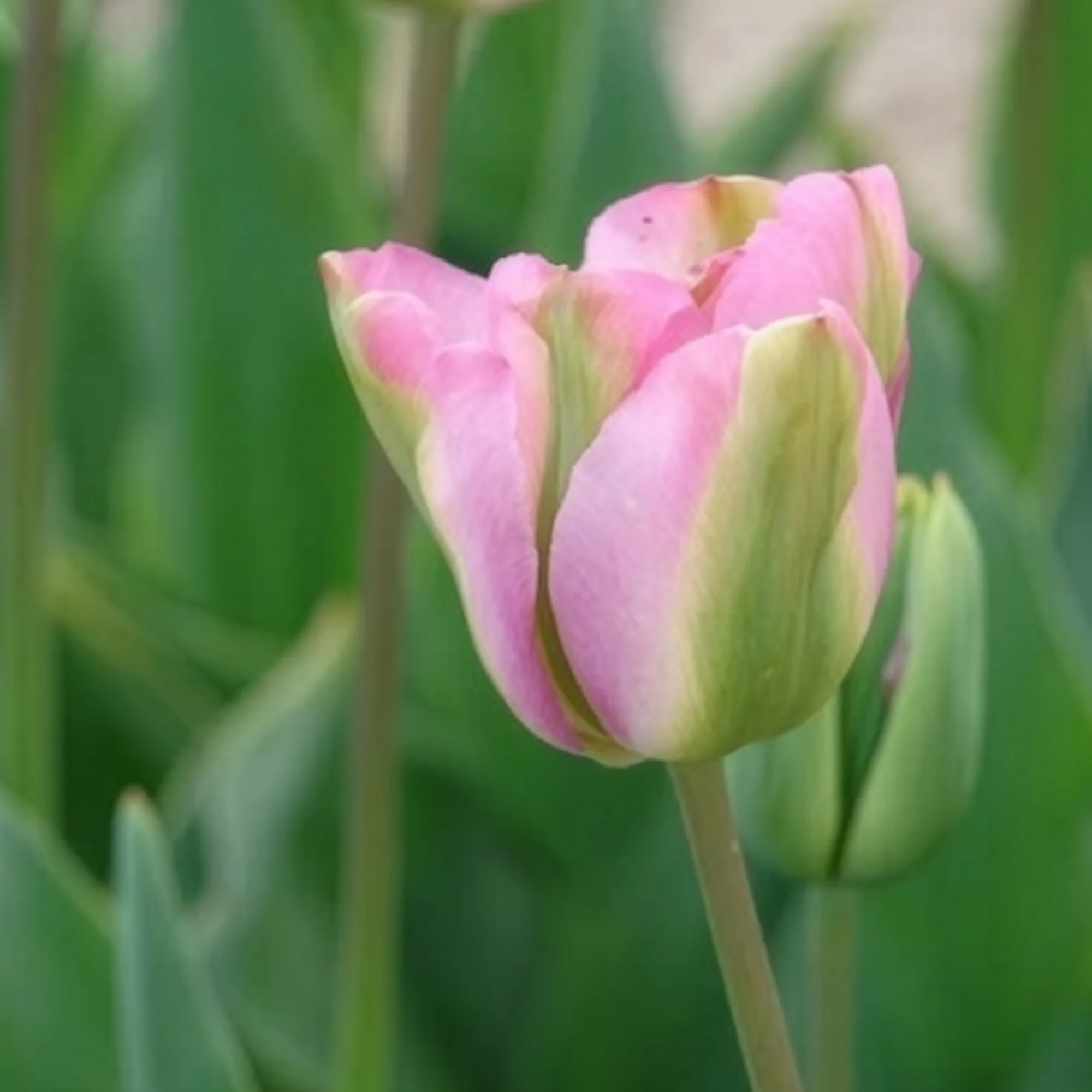 Tulpen Viridiflora Groenland - Image 3