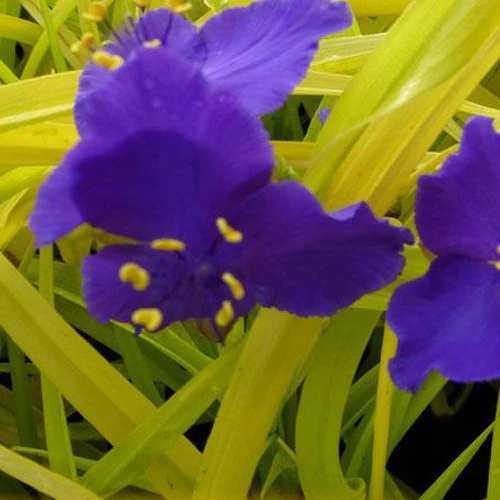 Vaderplant 'Sweet Kate'