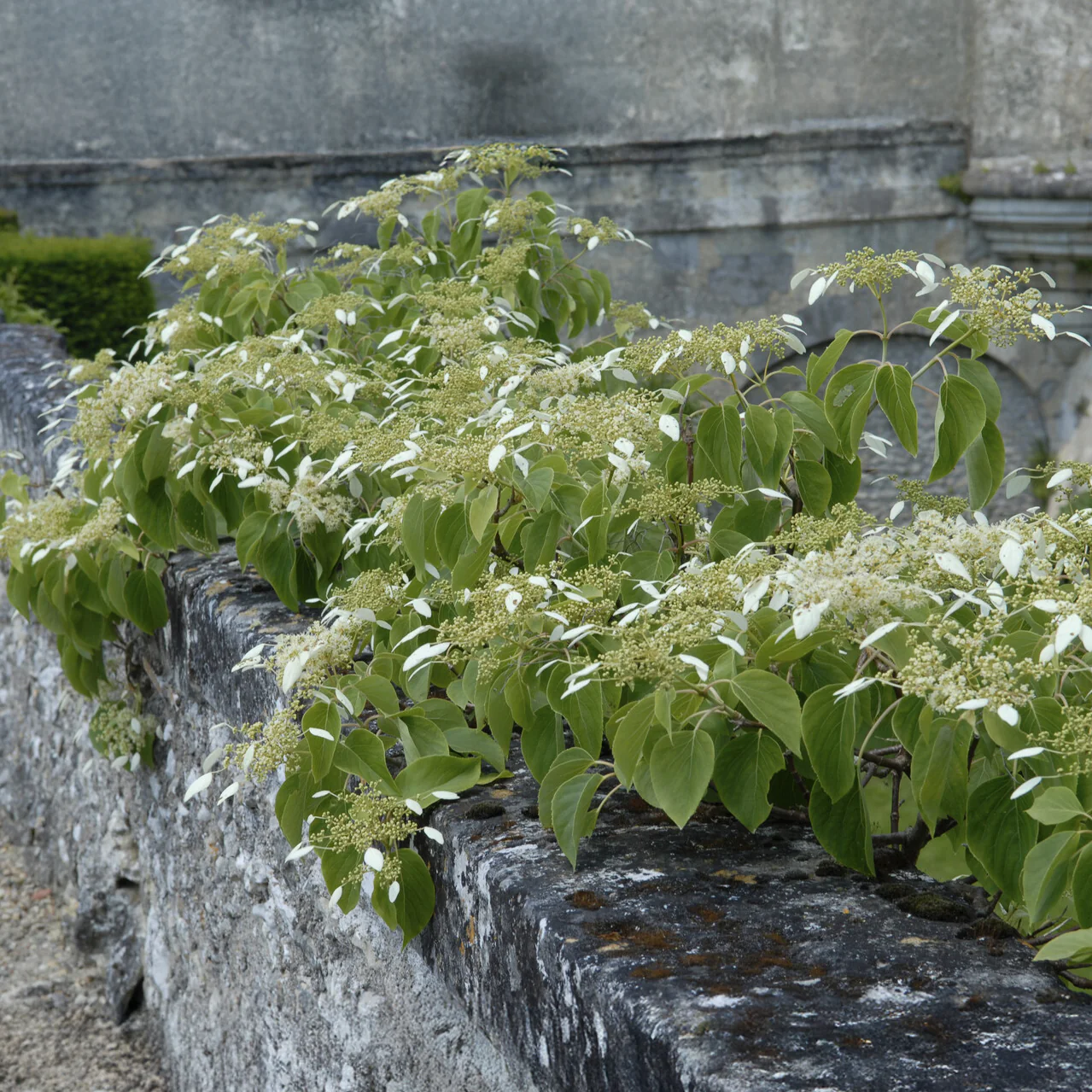 Valse klimhortensia - Image 6