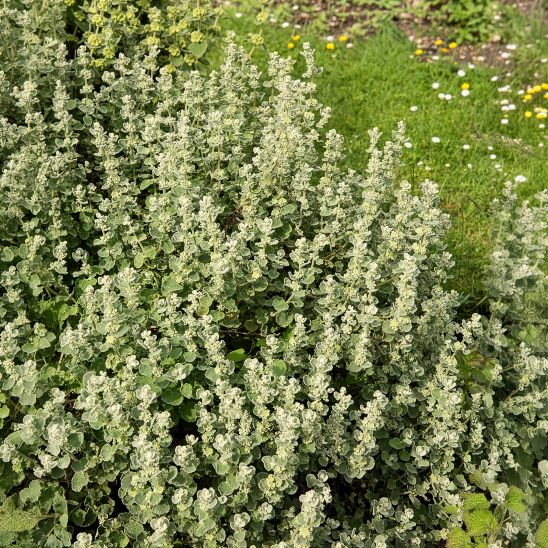 Miniatuur 1