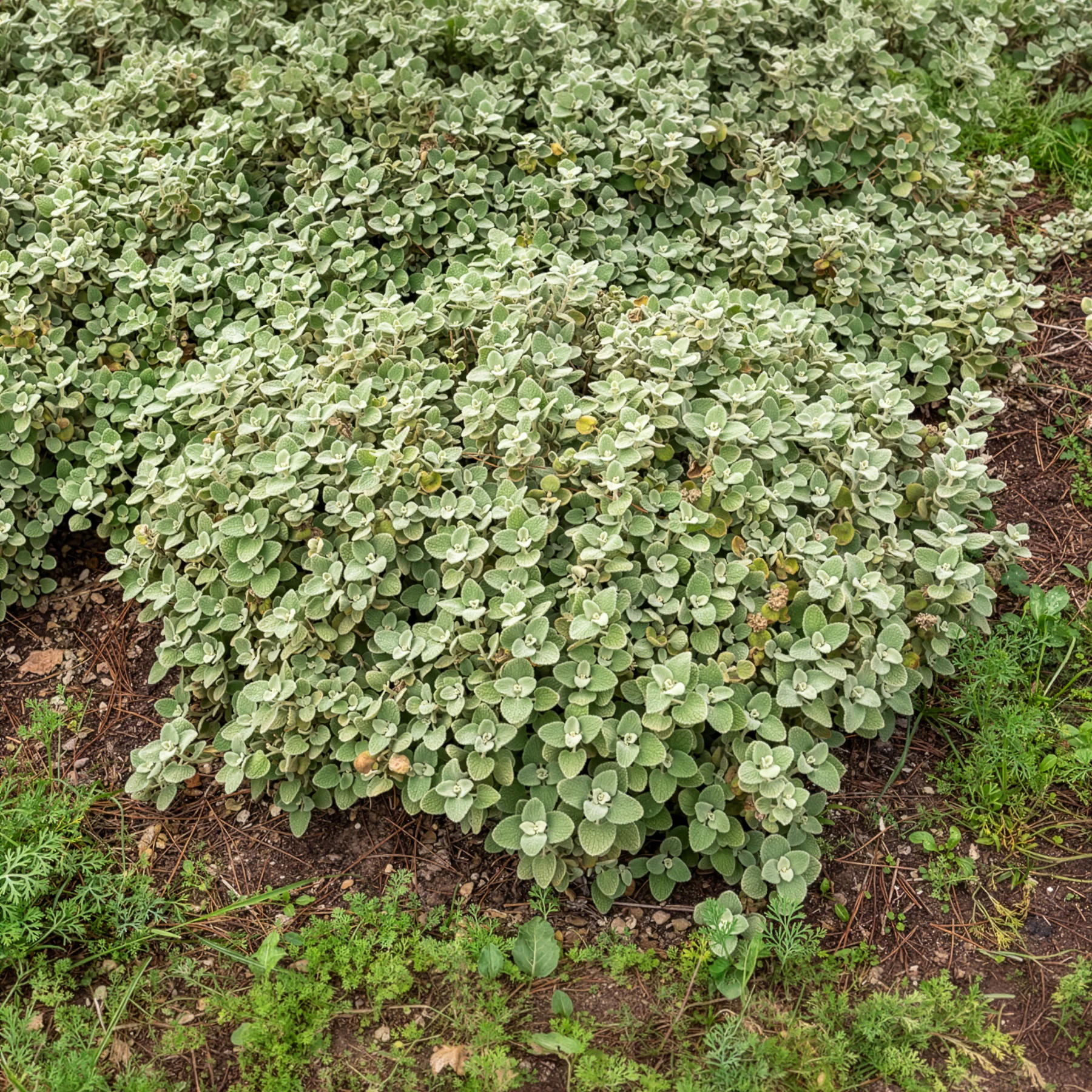 Miniatuur 2