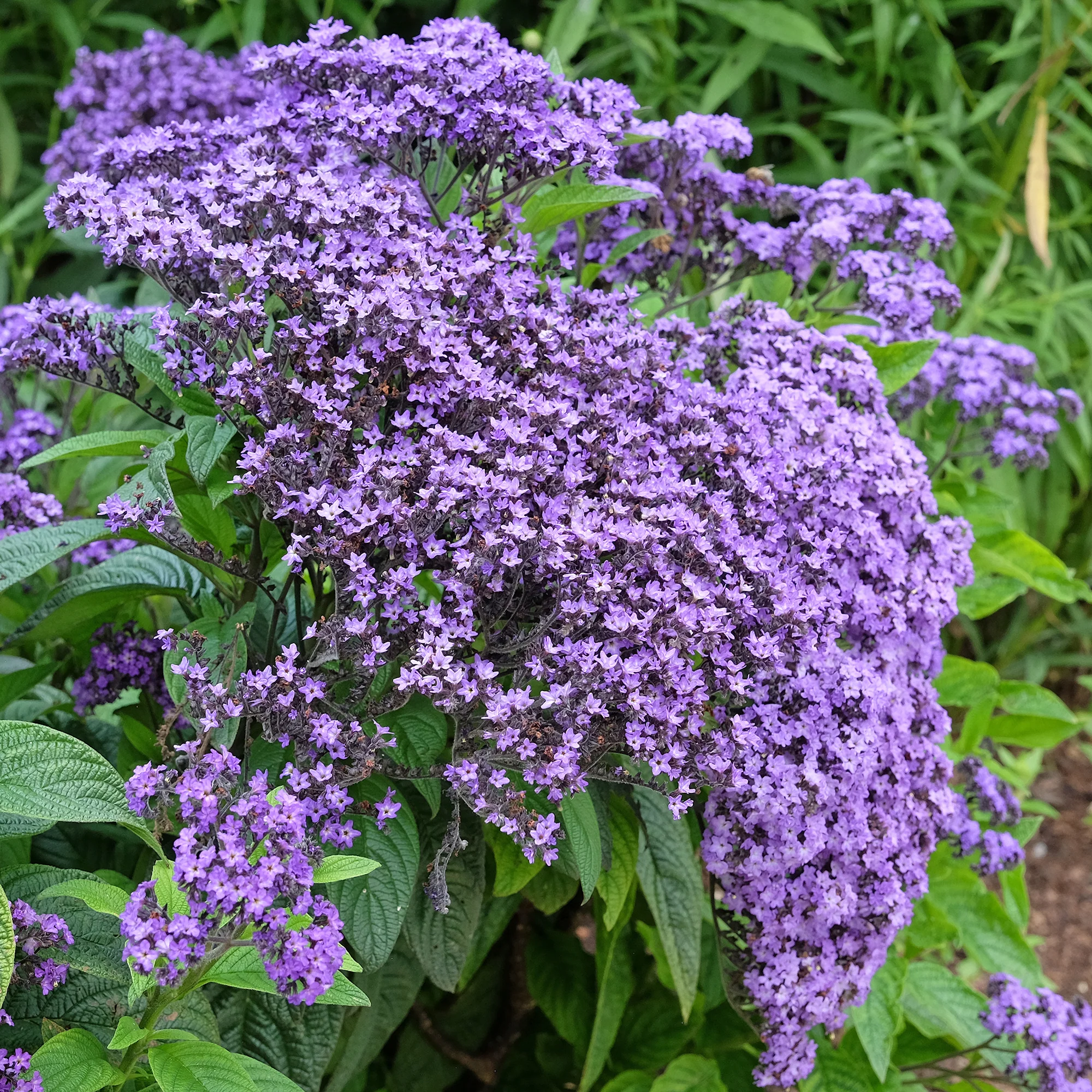 Vanillebloem Heliotropium Marine