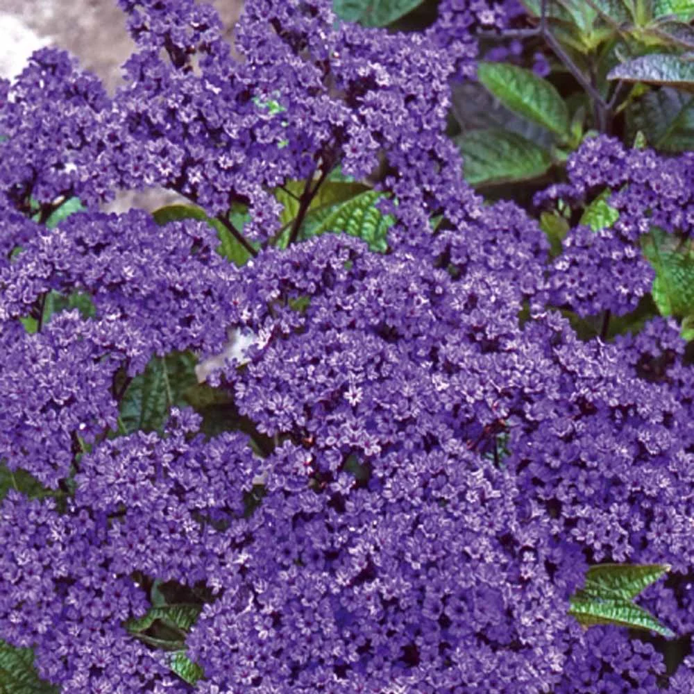 Vanillebloem Heliotropium Marine - Image 6