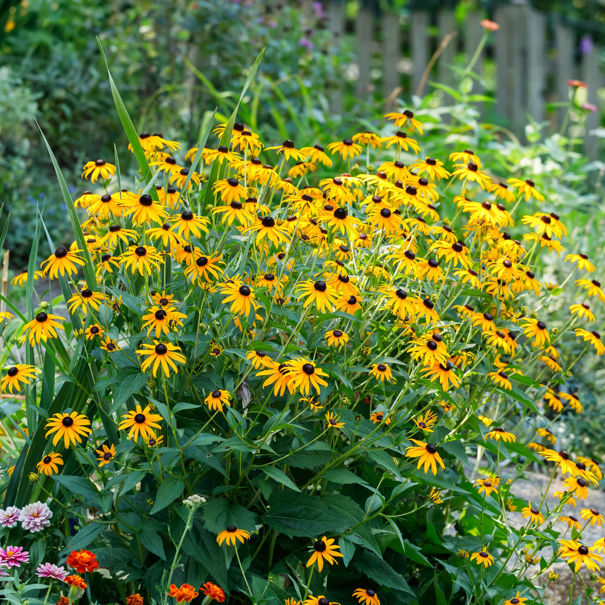 Vaste planten borderpakket - ca. 6 m² - Image 9