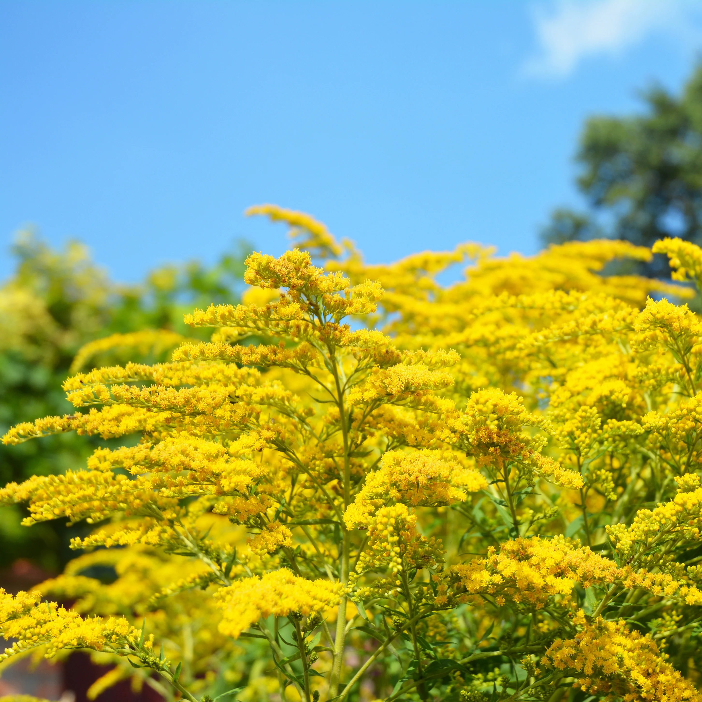 Vaste planten Mix - Image 10