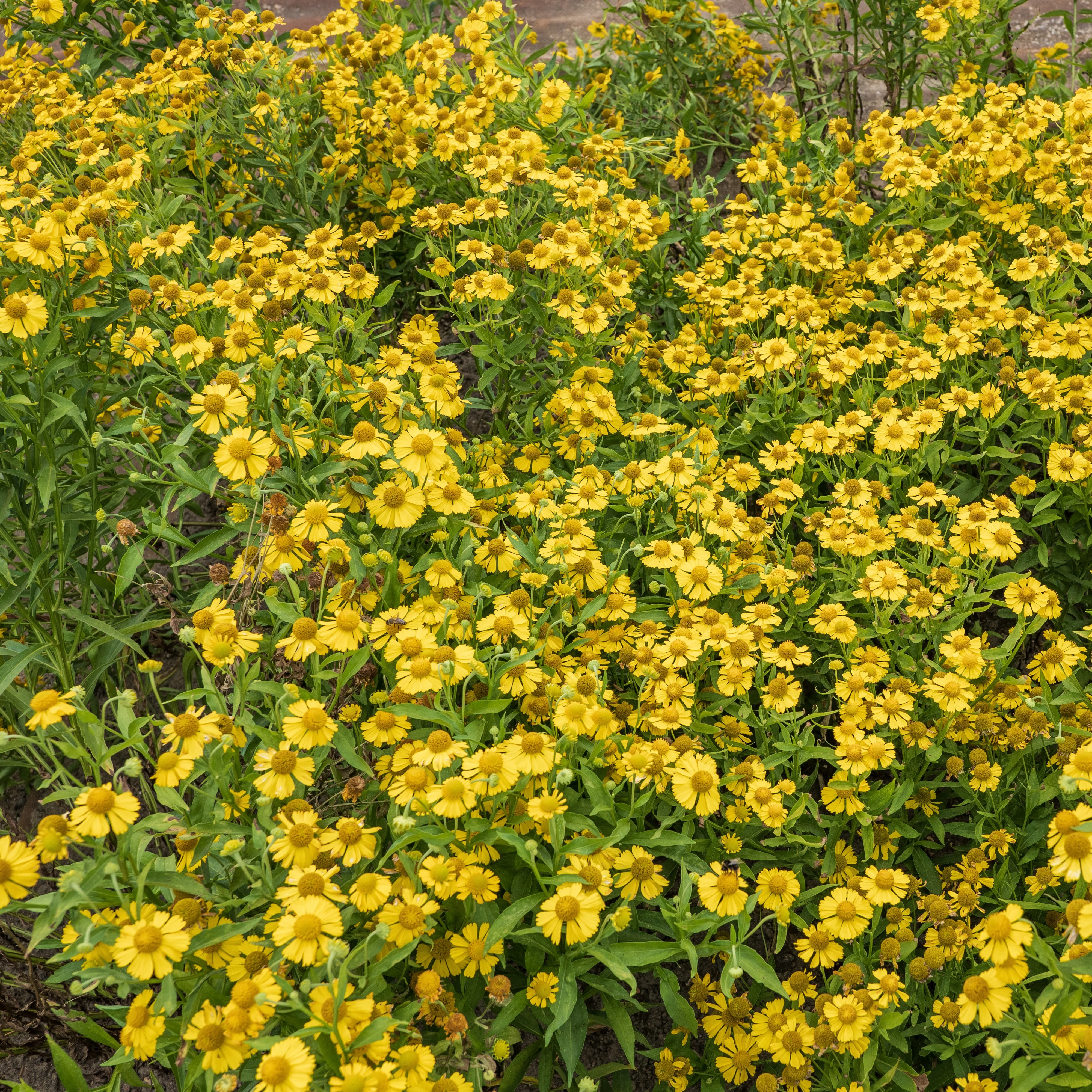 Vaste planten Mix - Image 3