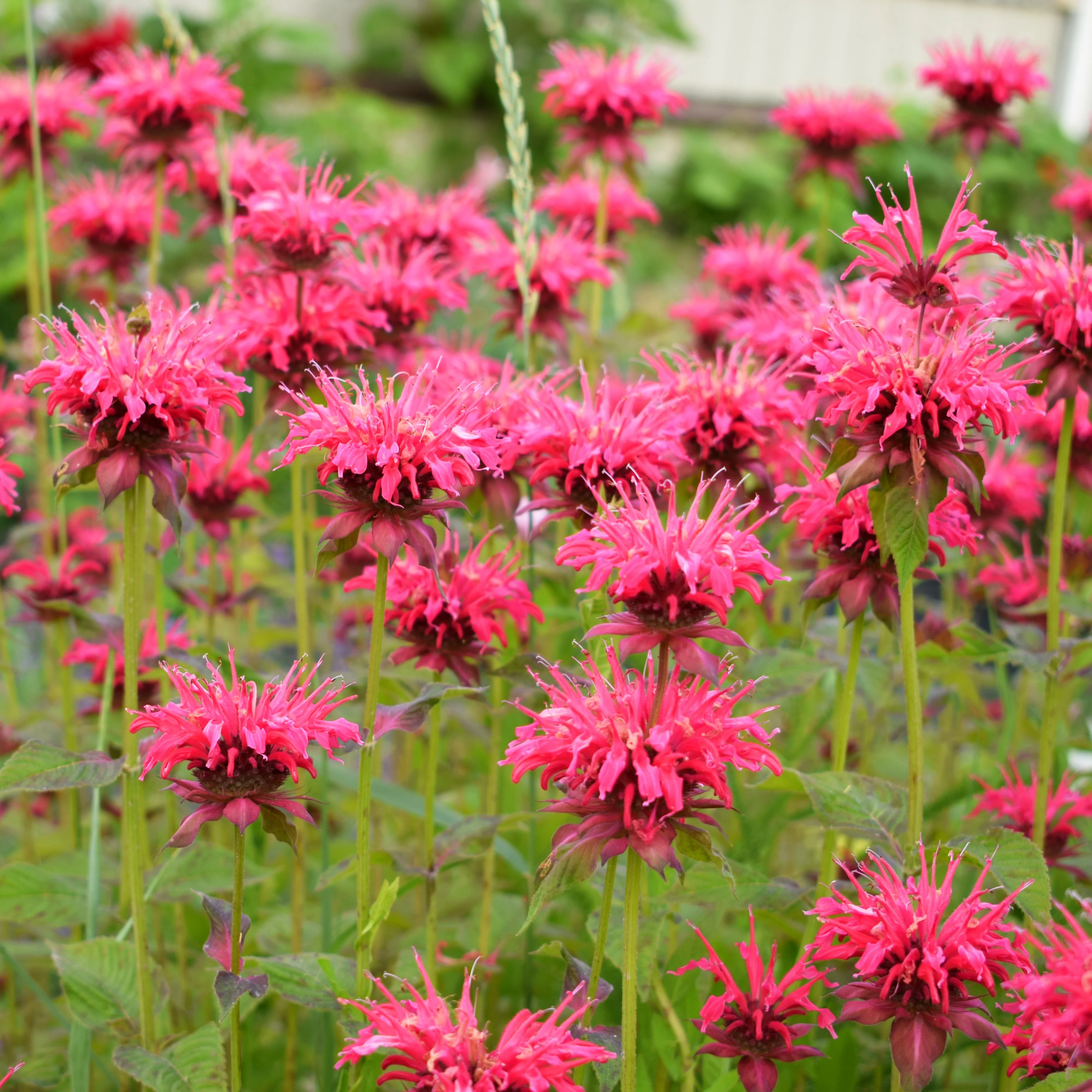 Vaste planten Mix - Image 5