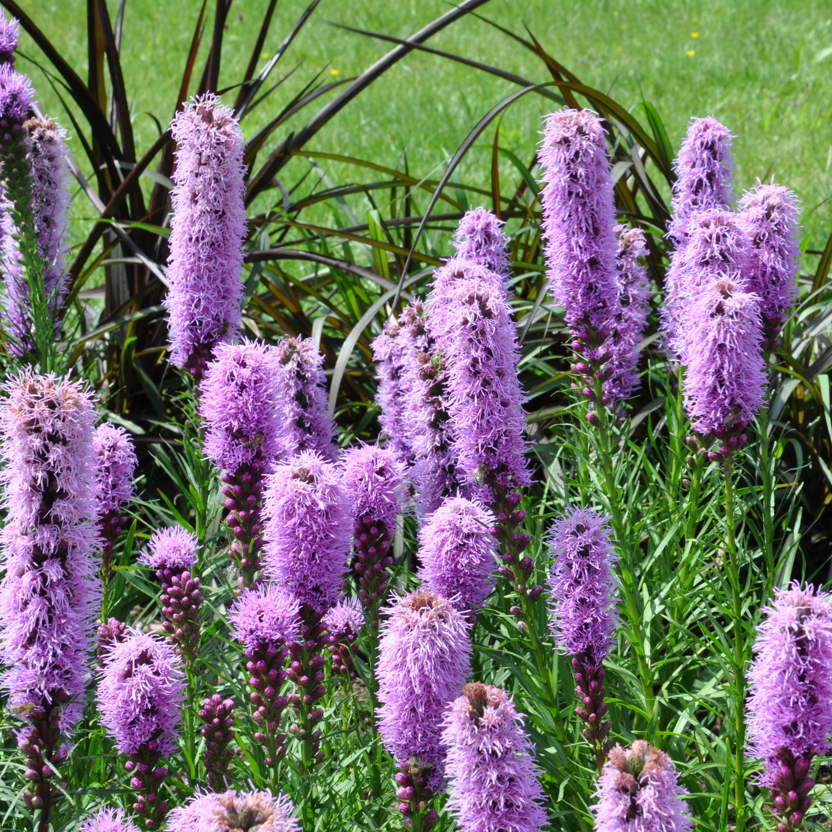 Vaste planten Mix - Image 7