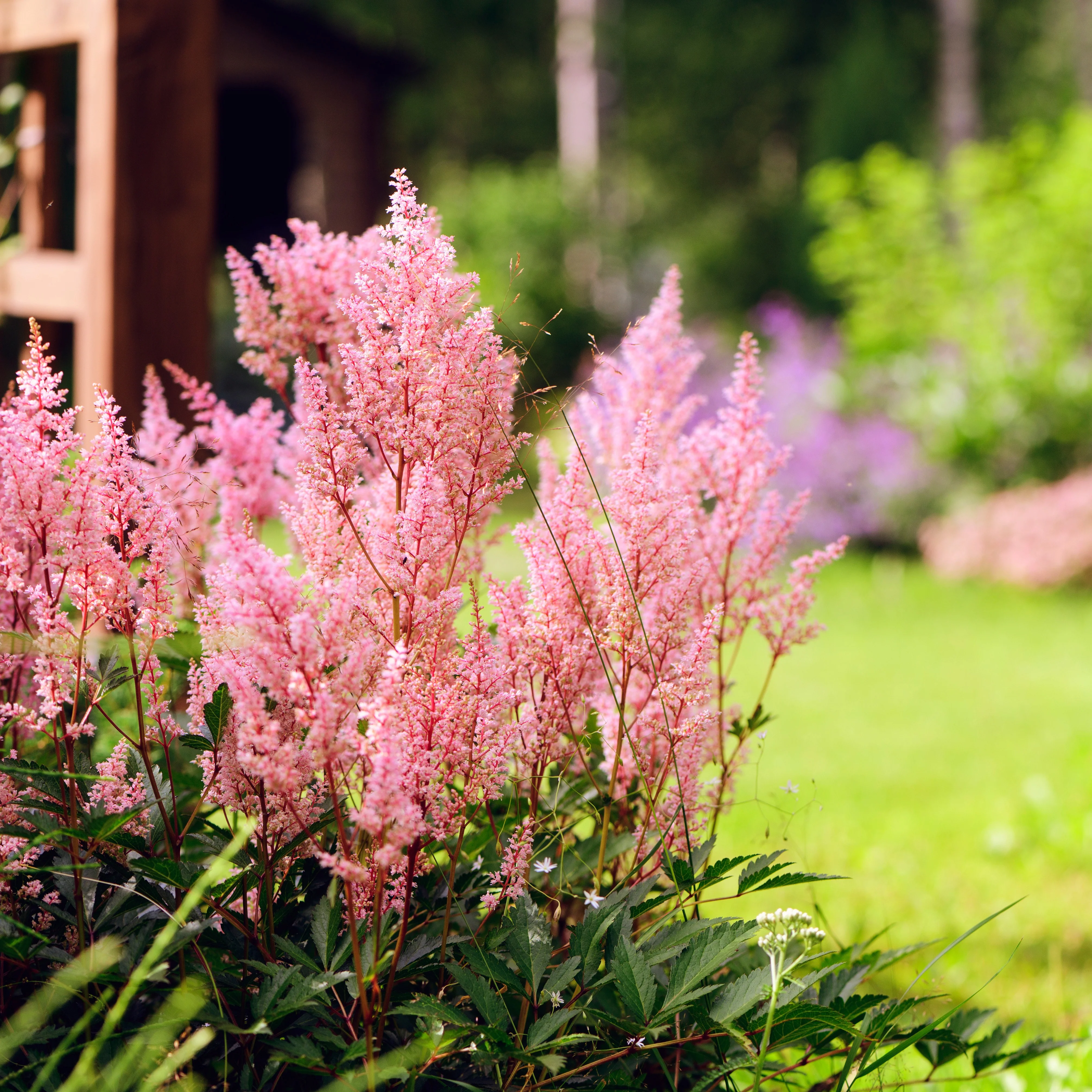 Vaste planten Mix - Image 9