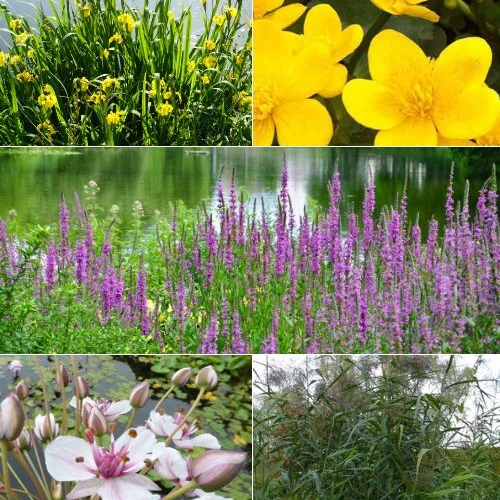 Vaste planten Mix Zwanebloem + Dotterbloem + Iris + Kattenstaart + Riet (x5)