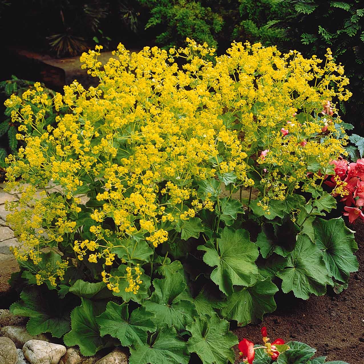 Vaste planten voor een kleurrijke tuin Mix - Image 3