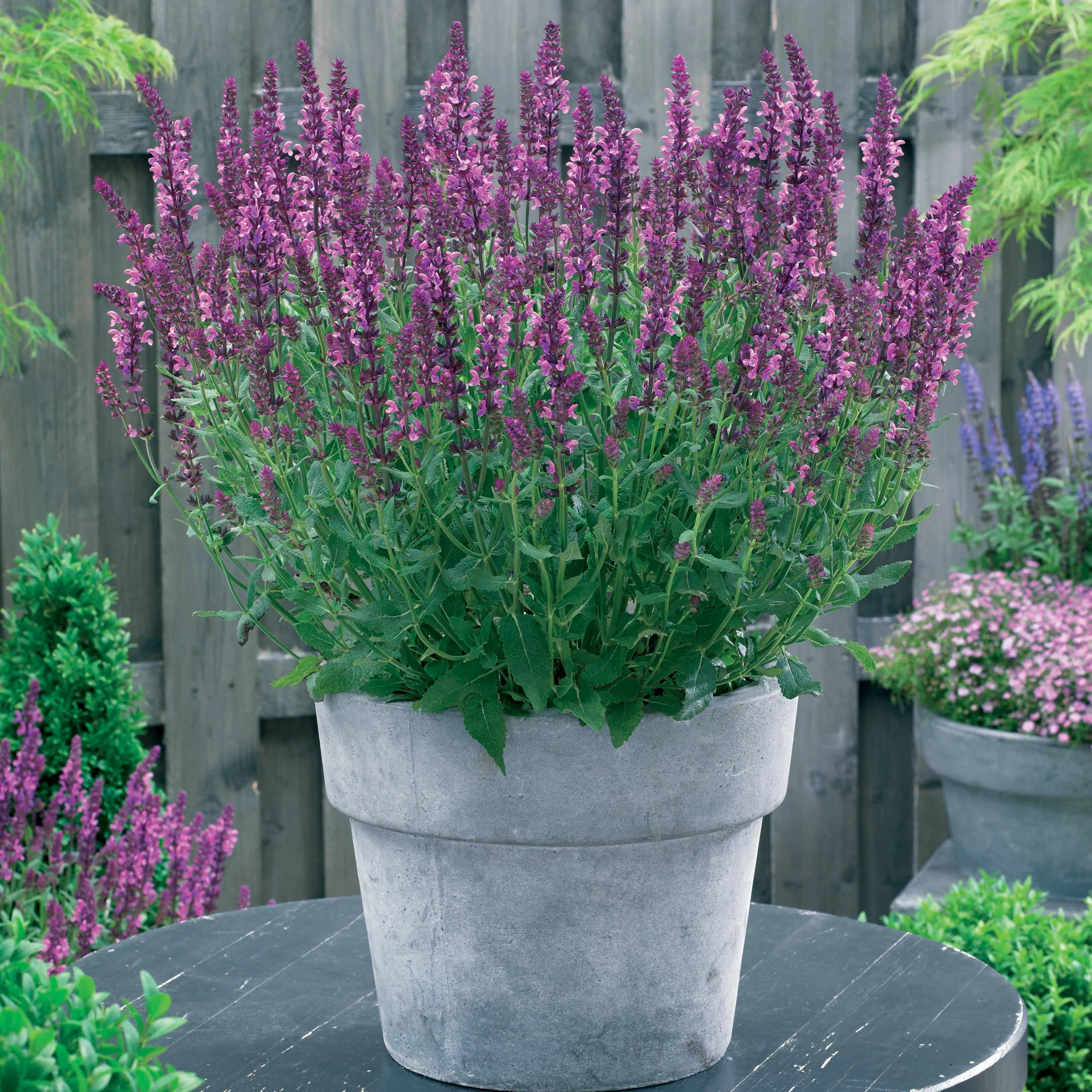 Vaste planten voor een kleurrijke tuin Mix - Image 4