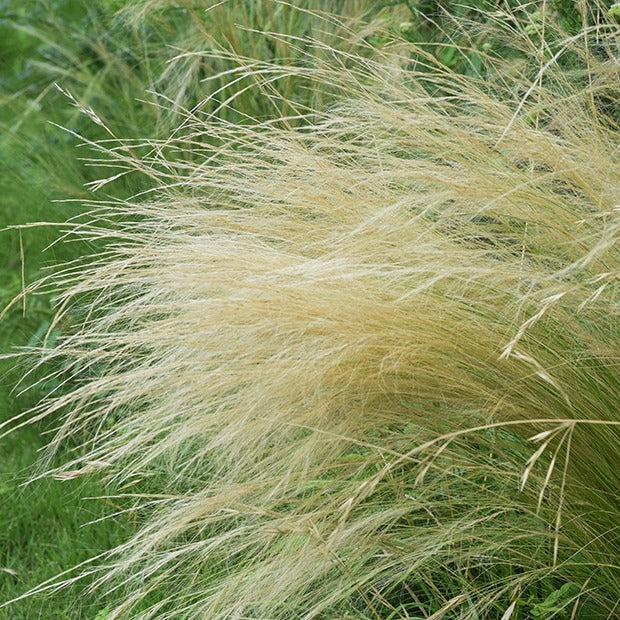 Vedergras - Image 4