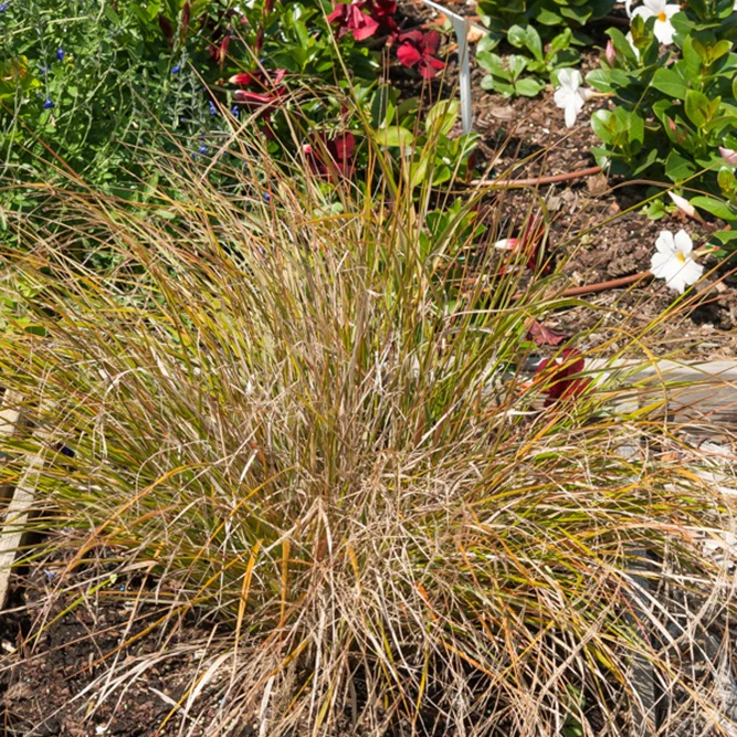Vedergras arundinacea - Image 2