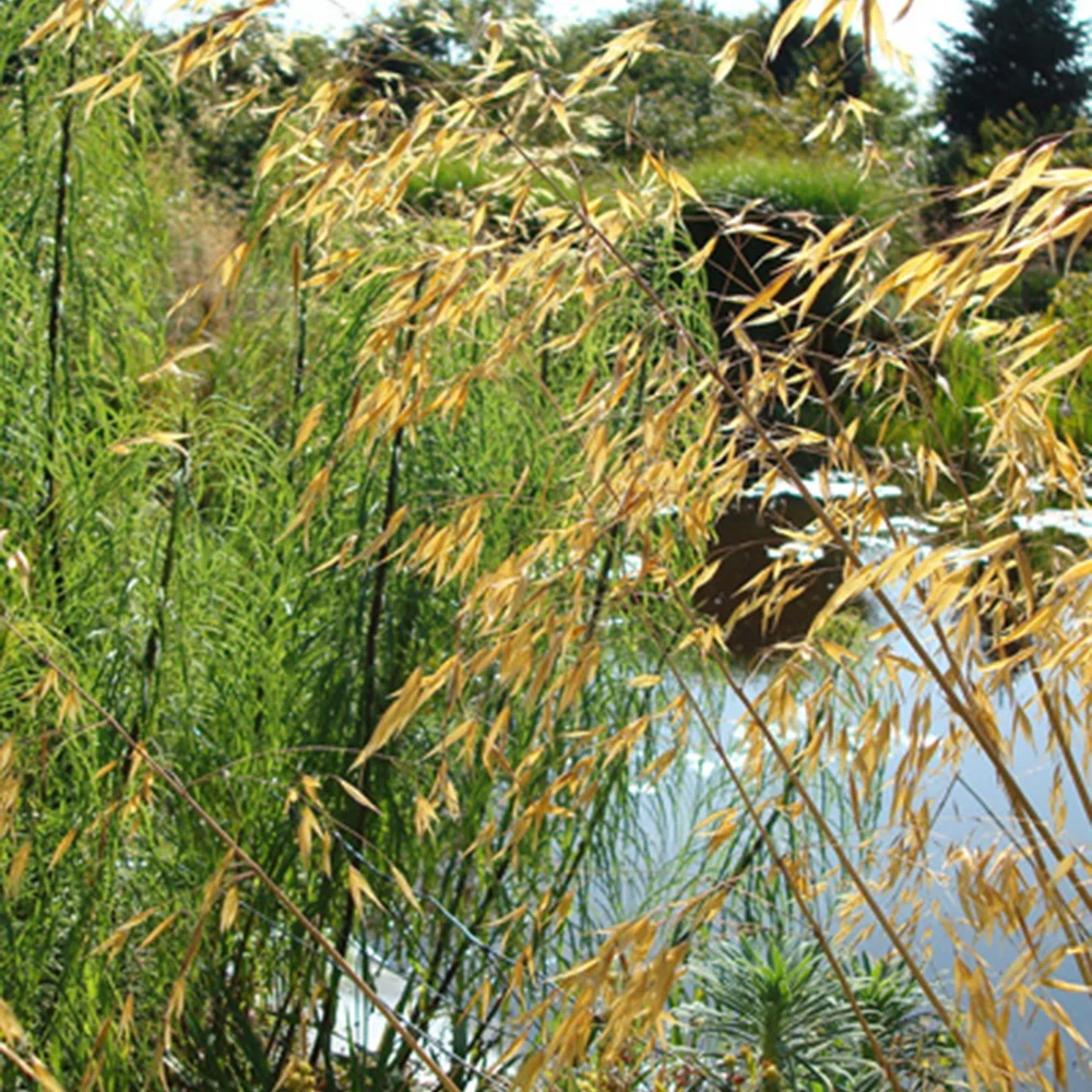 Vedergras Avoine - Image 3