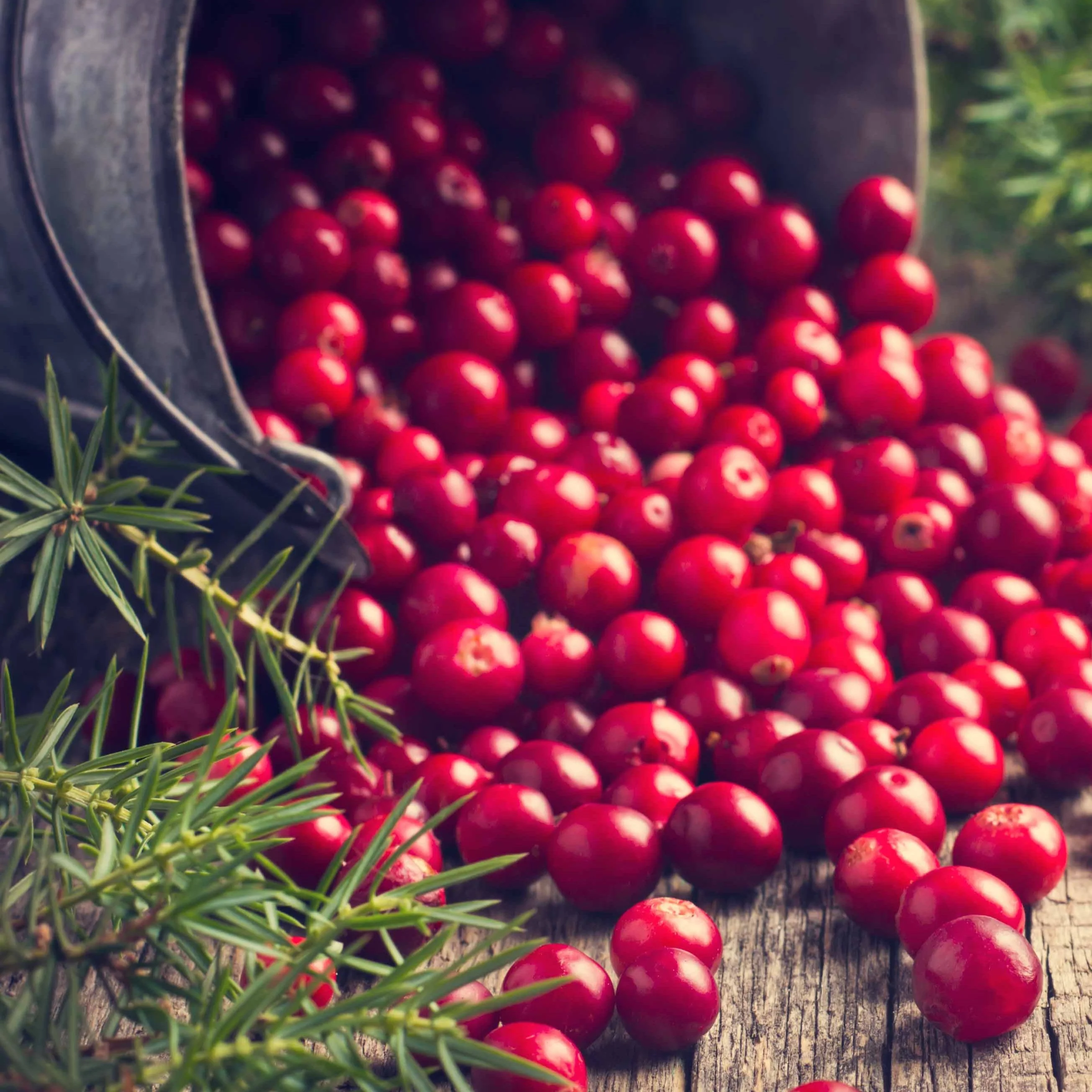 Veenbes (Cranberry) - Image 3