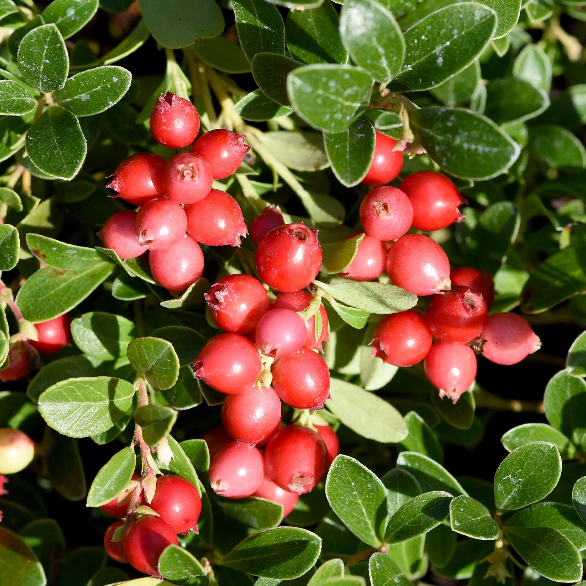 Veenbes (Cranberry) - Image 4