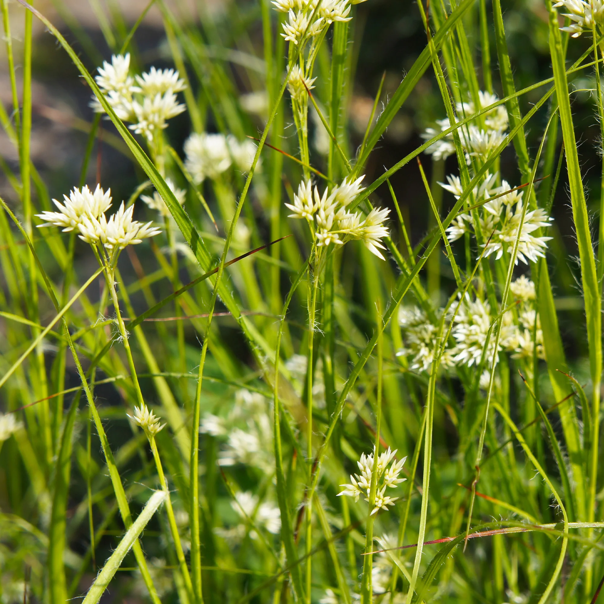 Veldbies - Image 3