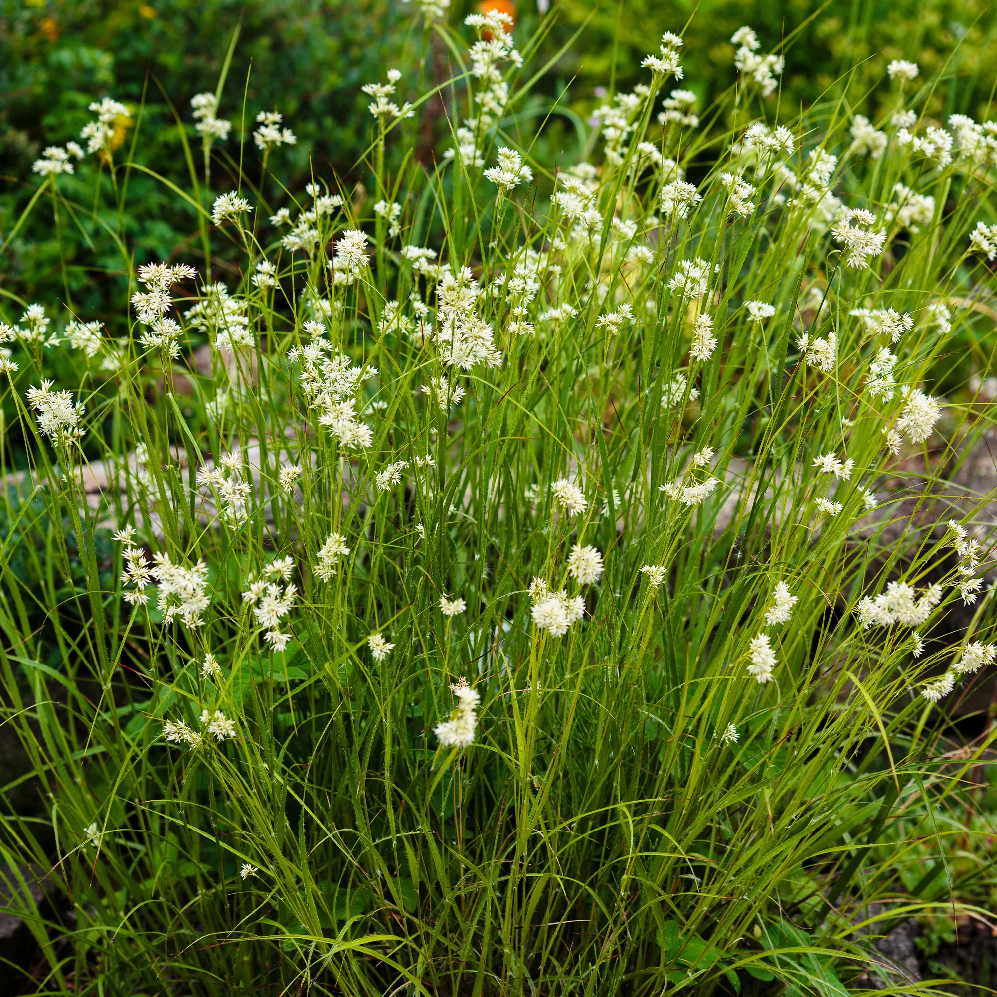 Veldbies - Image 4
