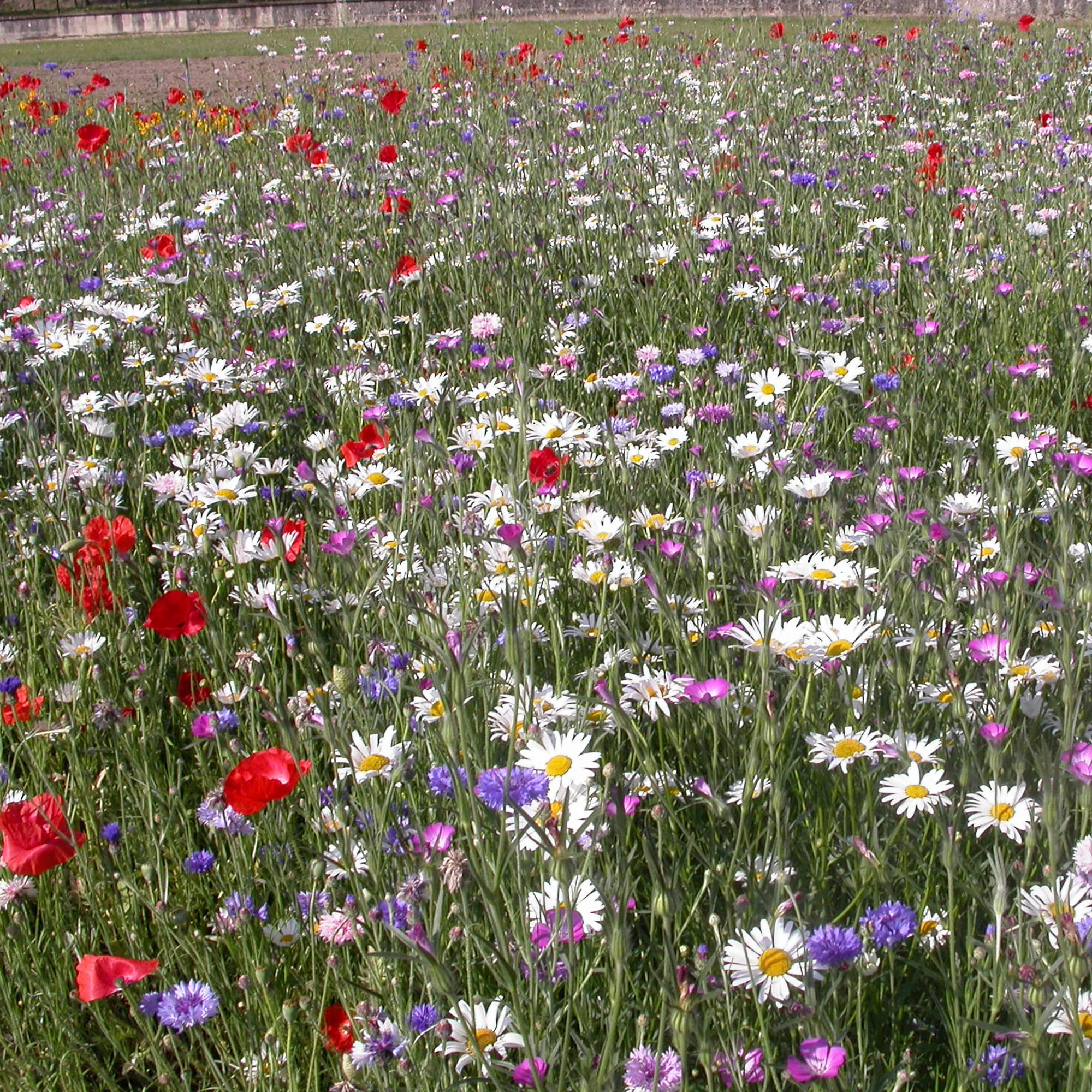 Veldbloemenmix - Image 2