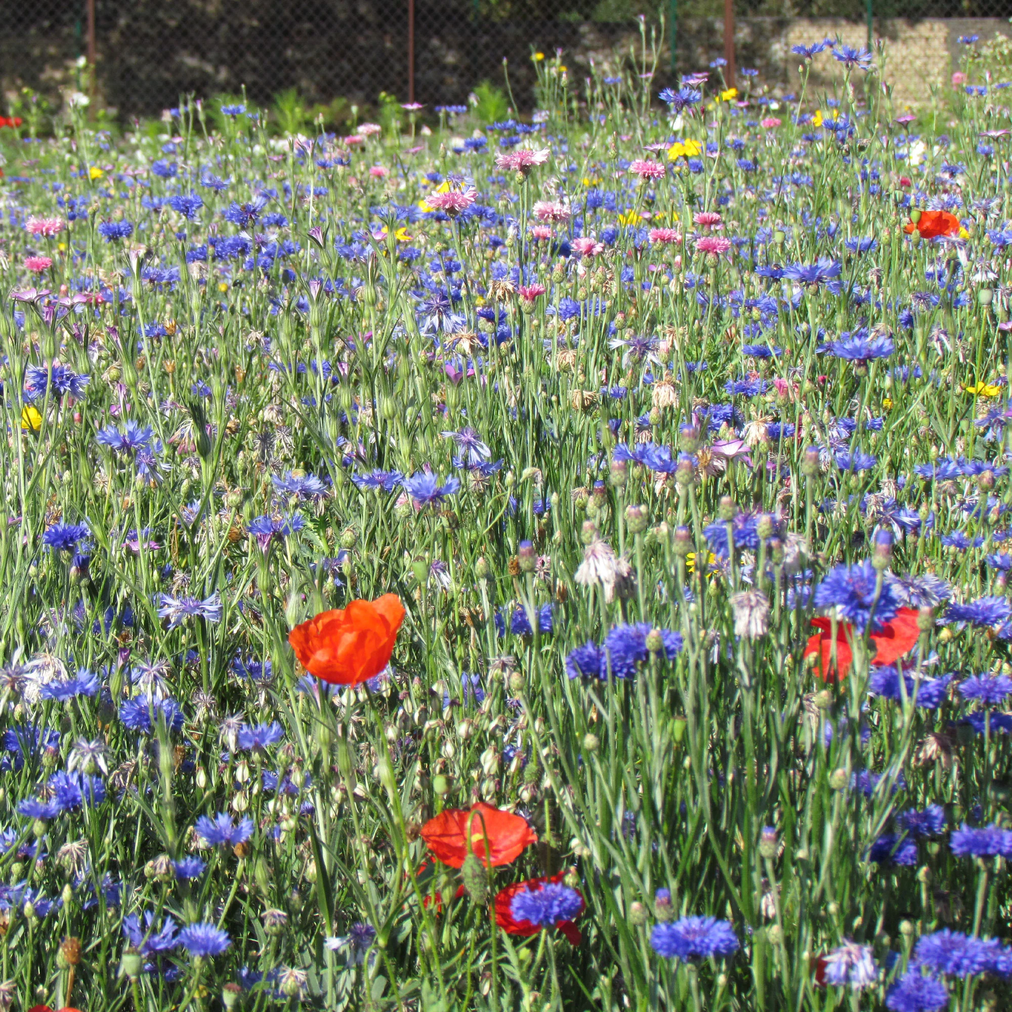 Veldbloemenmix - Image 3