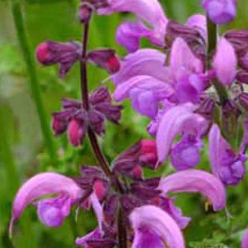 Veldsalie 'Sweet Esmeralda' - Image 2