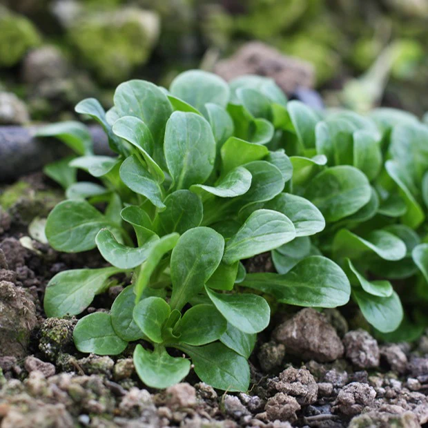 Veldsla 'Verte d'Etampes'