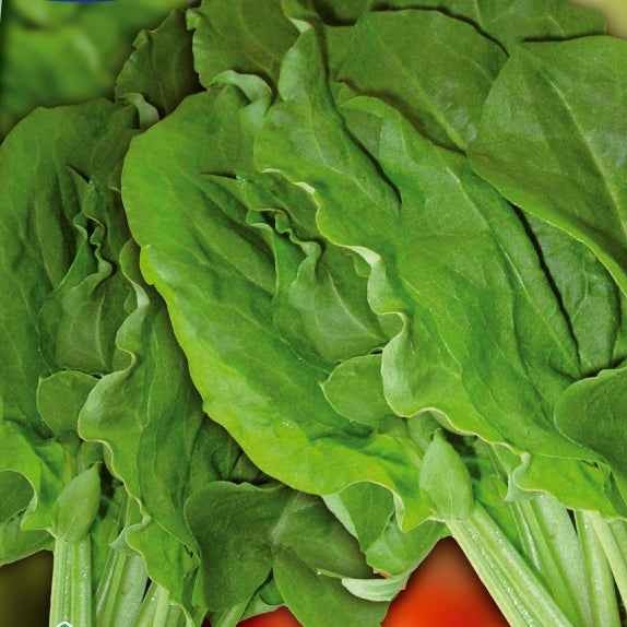 Veldzuring 'Green de Belleville'