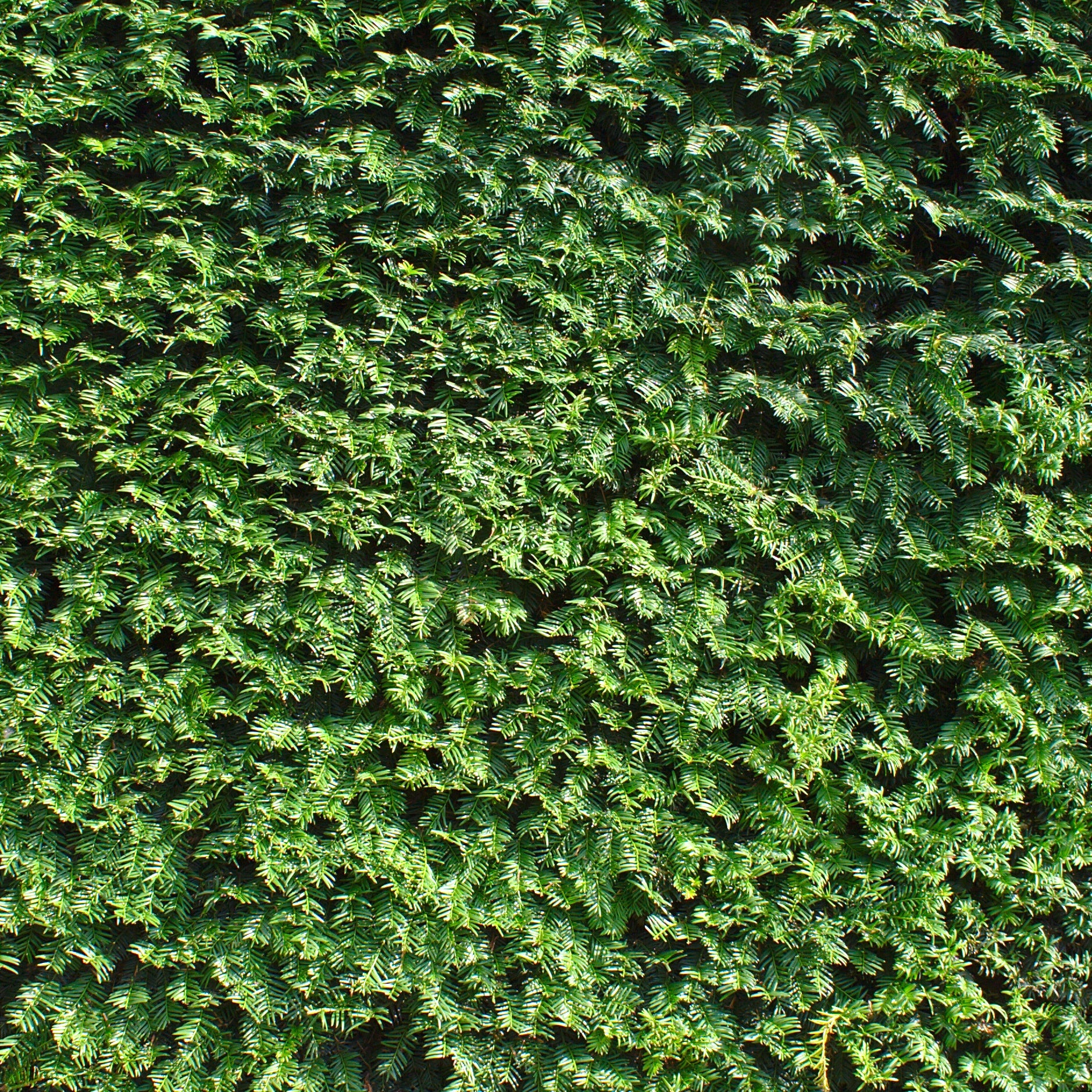 Venijnboom - Image 2