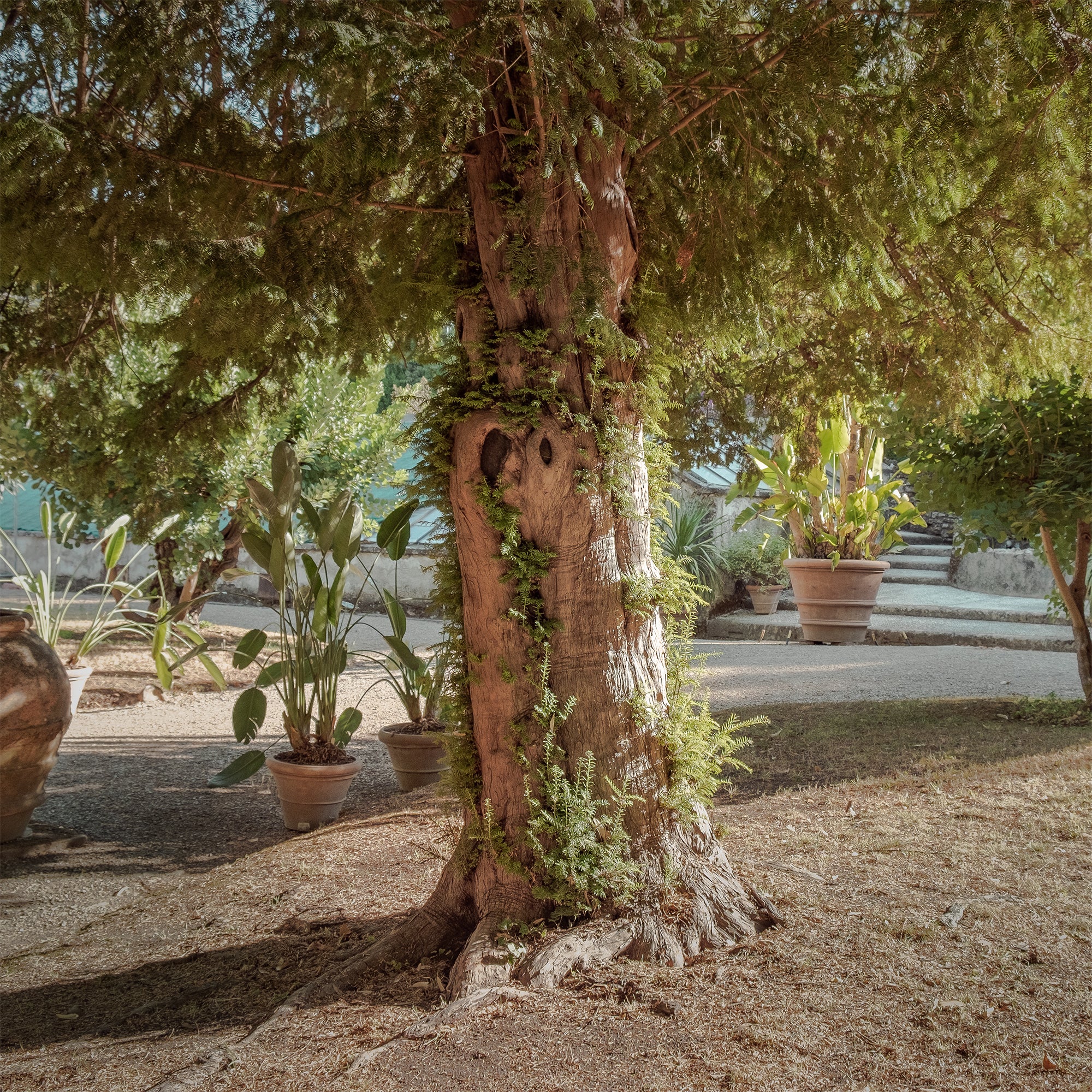 Venijnboom - Image 5