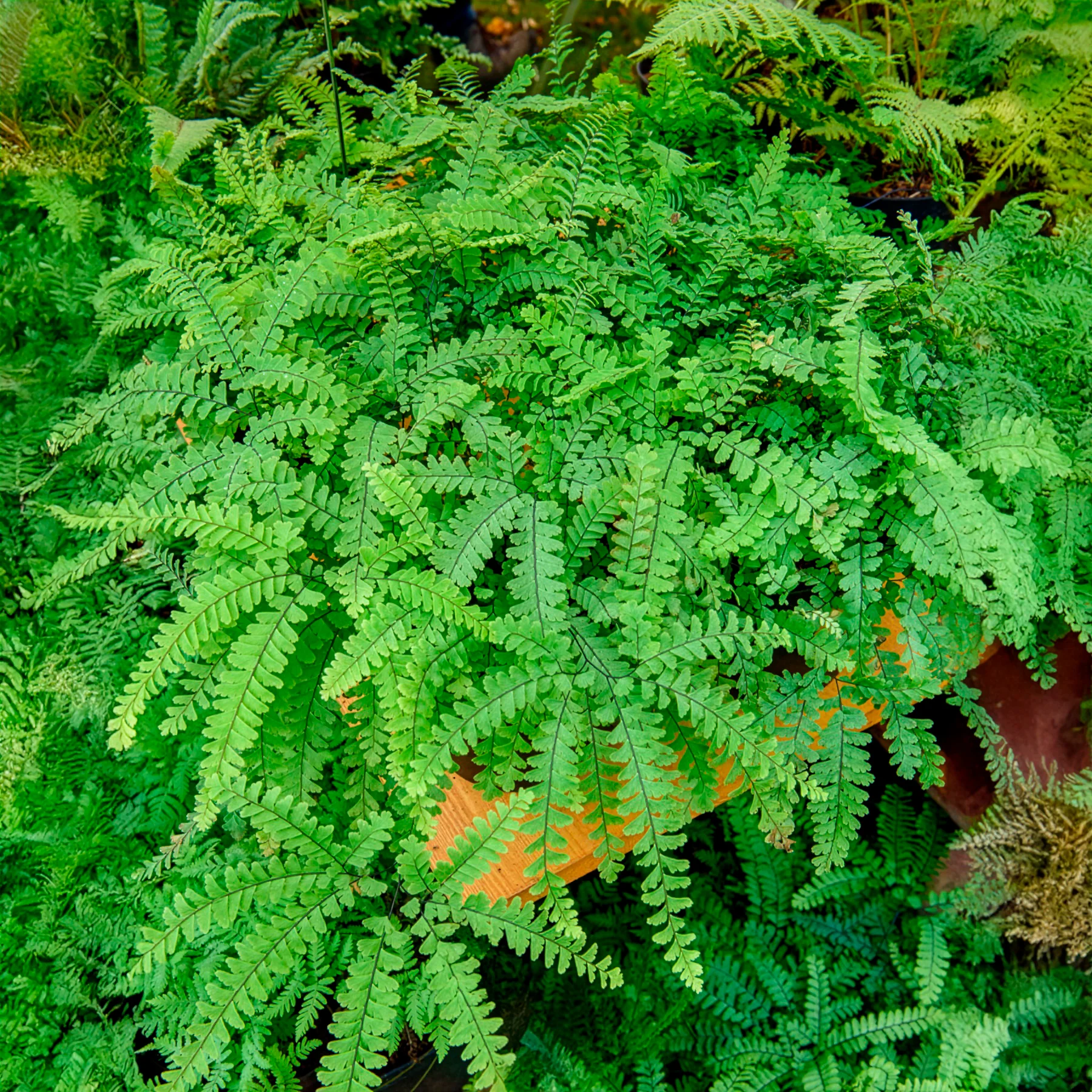 Venushaar - Image 2