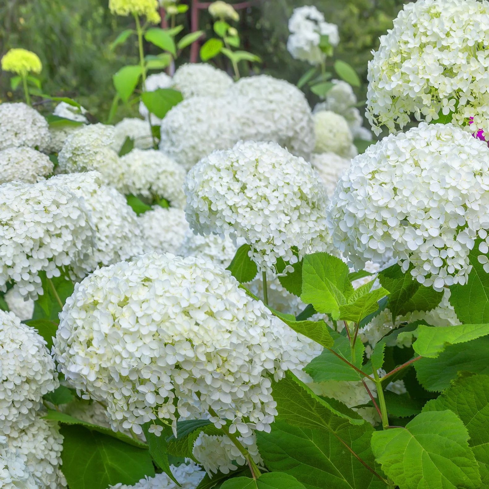 Verzameling hortensia's voor perken en hagen (x3) - Image 6