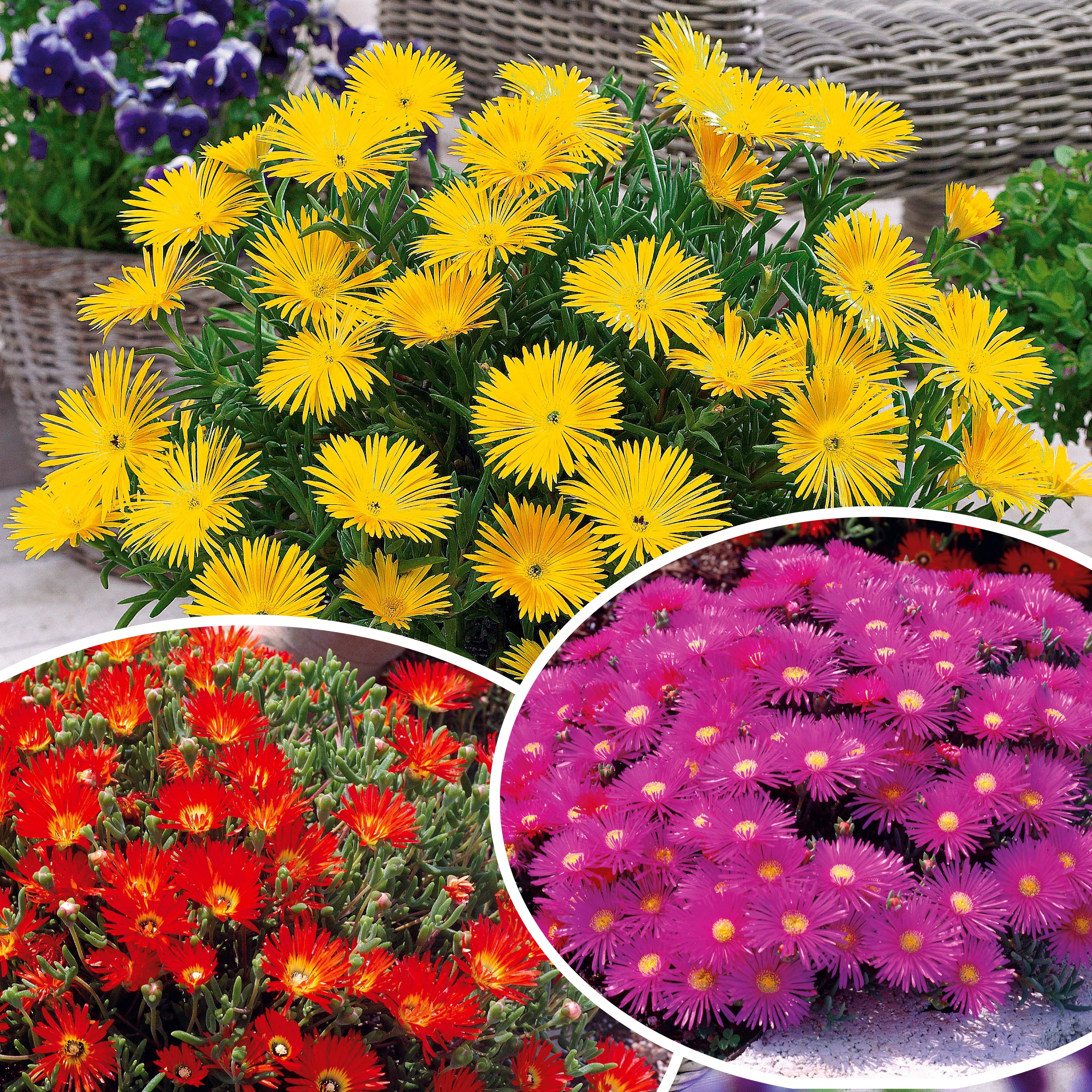 Verzameling van 6 ficoïden (geel + violet + rood) (x6)
