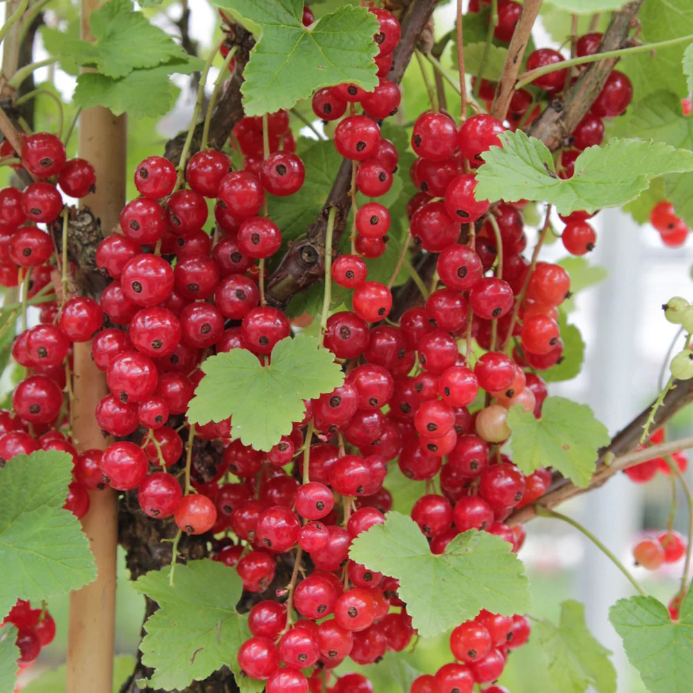Verzameling van rode fruitbomen (x9) - Image 2