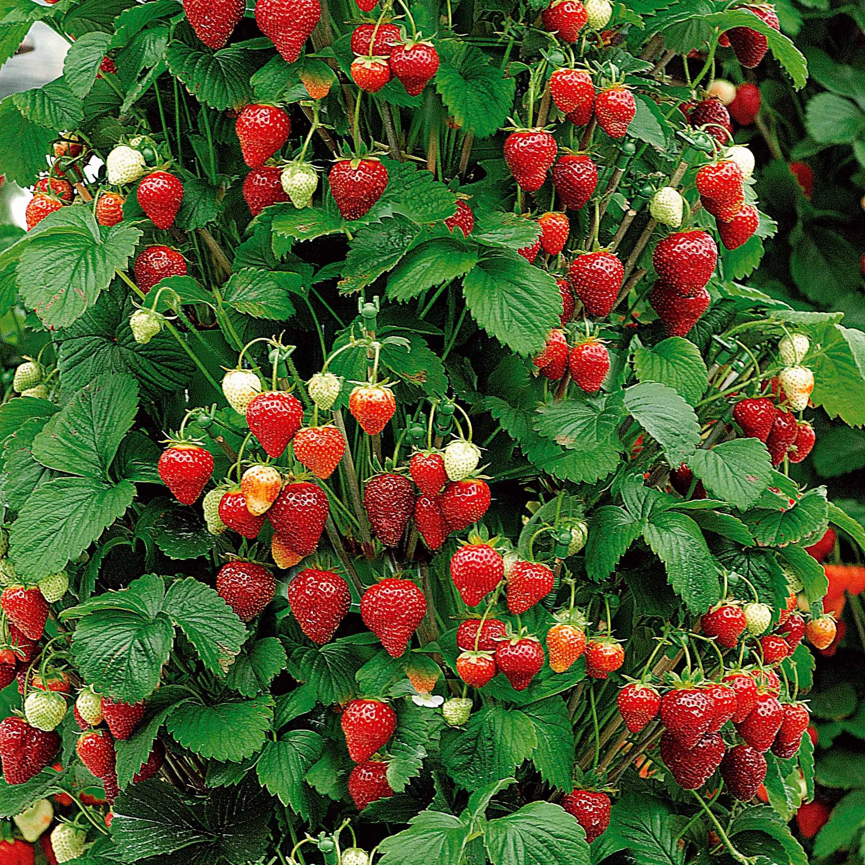 Verzameling van rode fruitbomen (x9) - Image 3